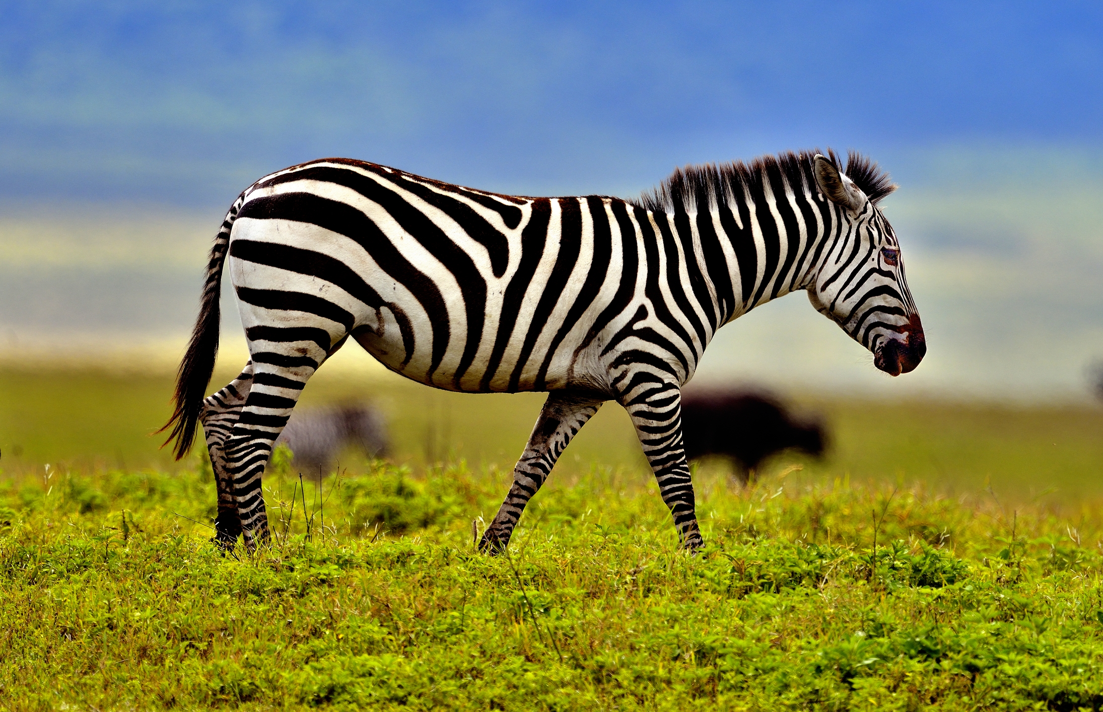 Ngorongoro Crater - Zebra