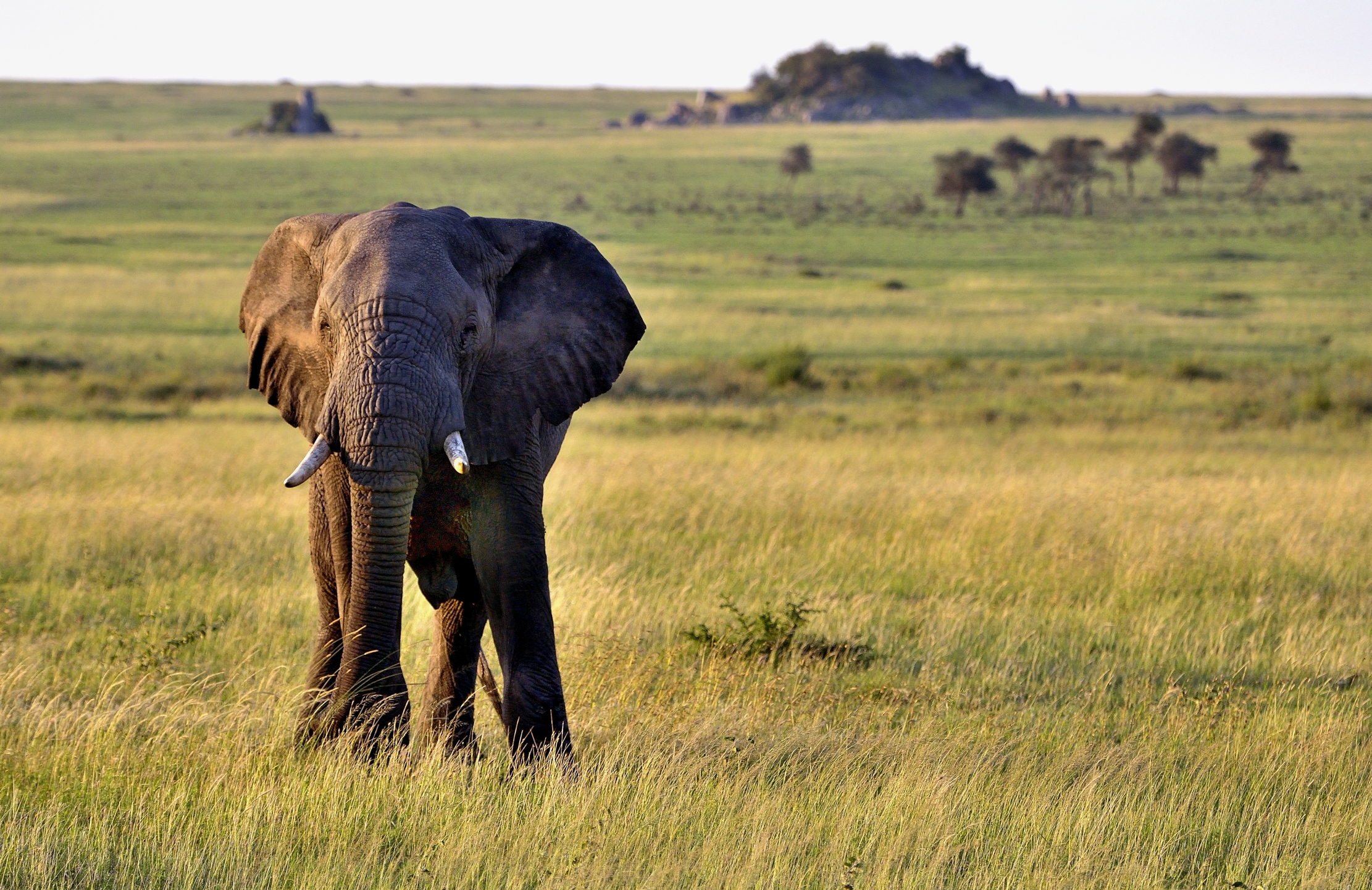 Serengeti - Elefante