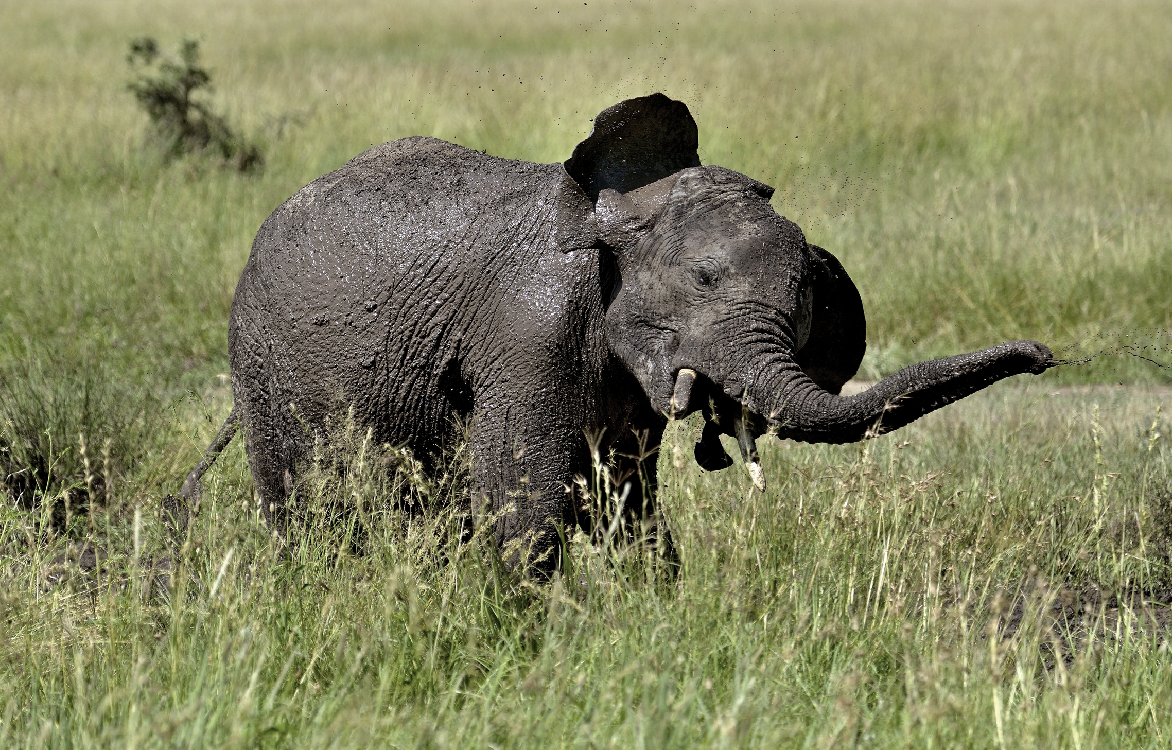 Ngorongoro Coservation Area - Elefante