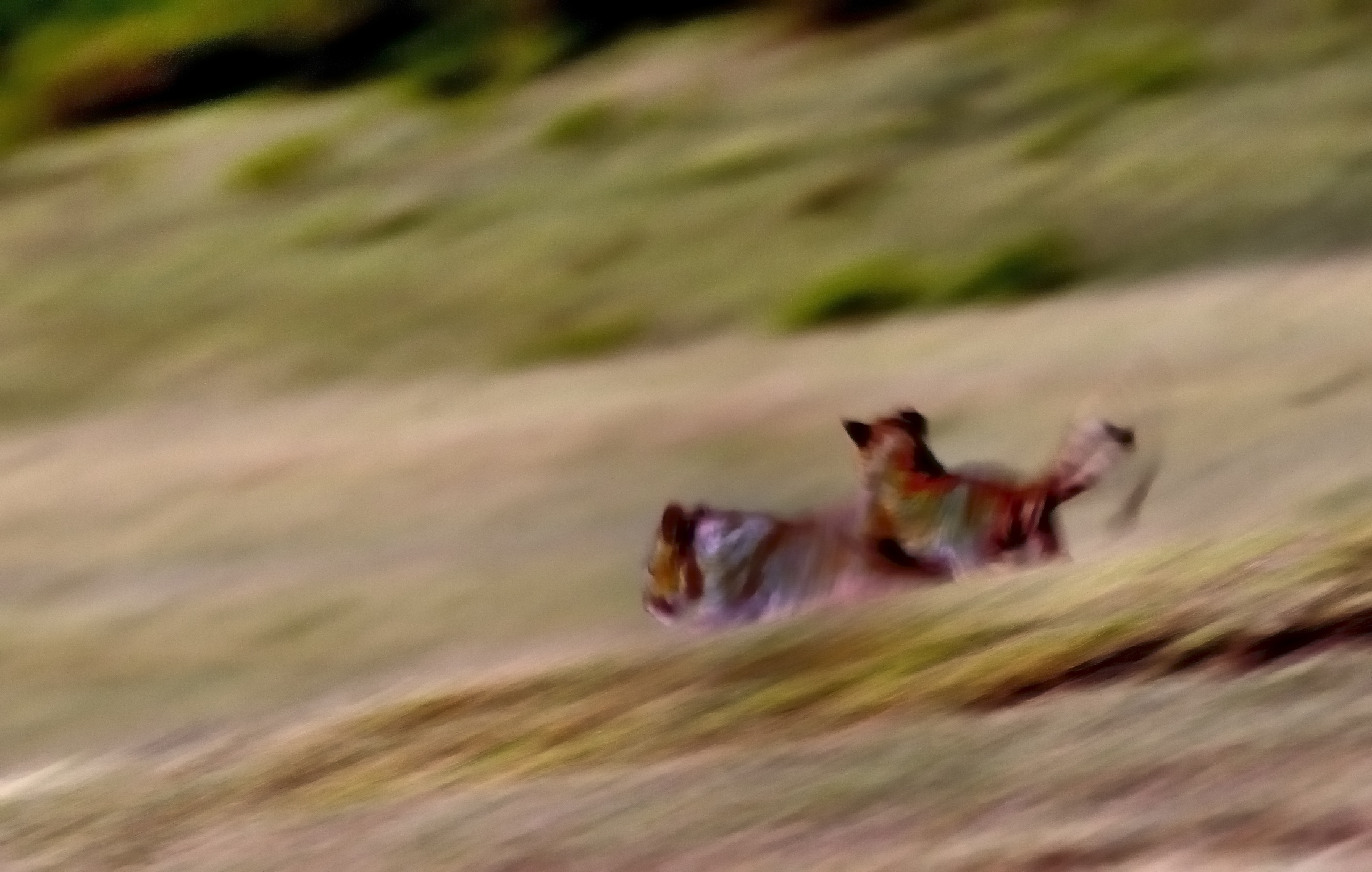 Ngorongoro Crater - cuccioli di leone giocano