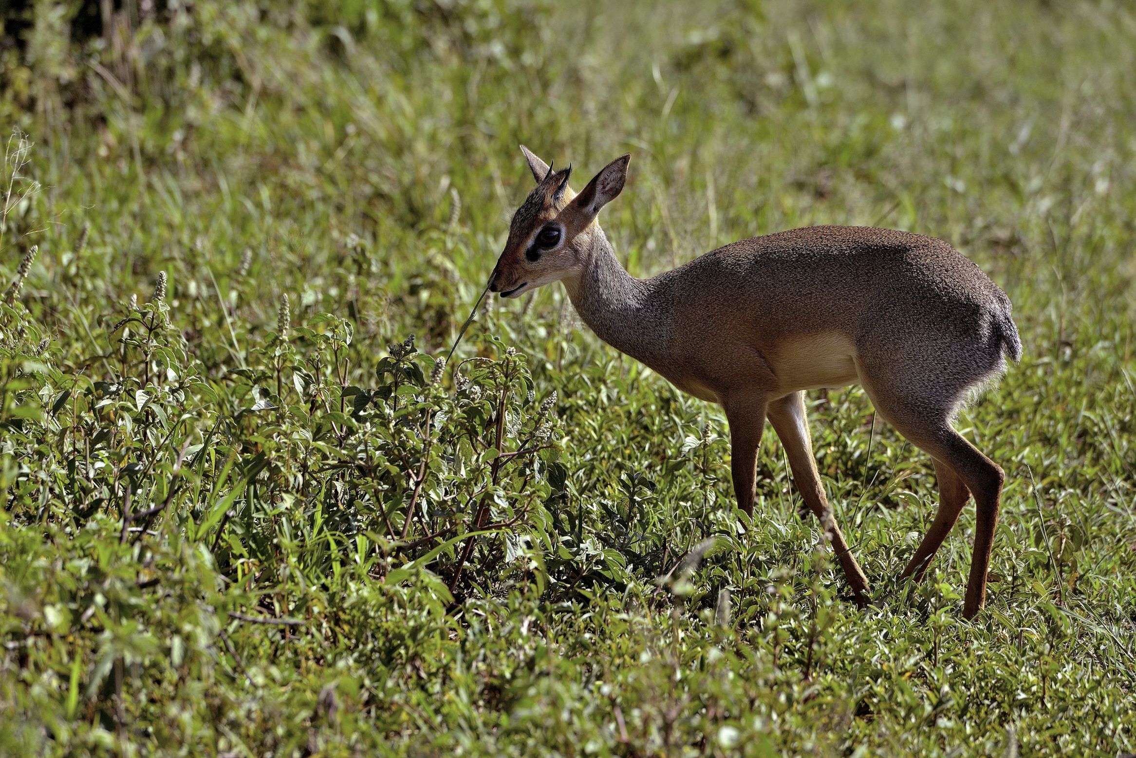 Serengeti - dik dik
