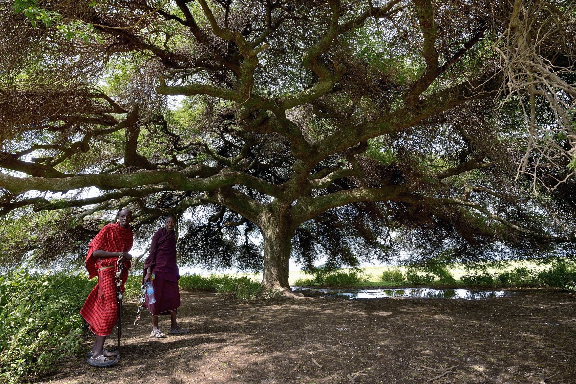 Ngorongoro Area - Masai sotto l'albero di satana