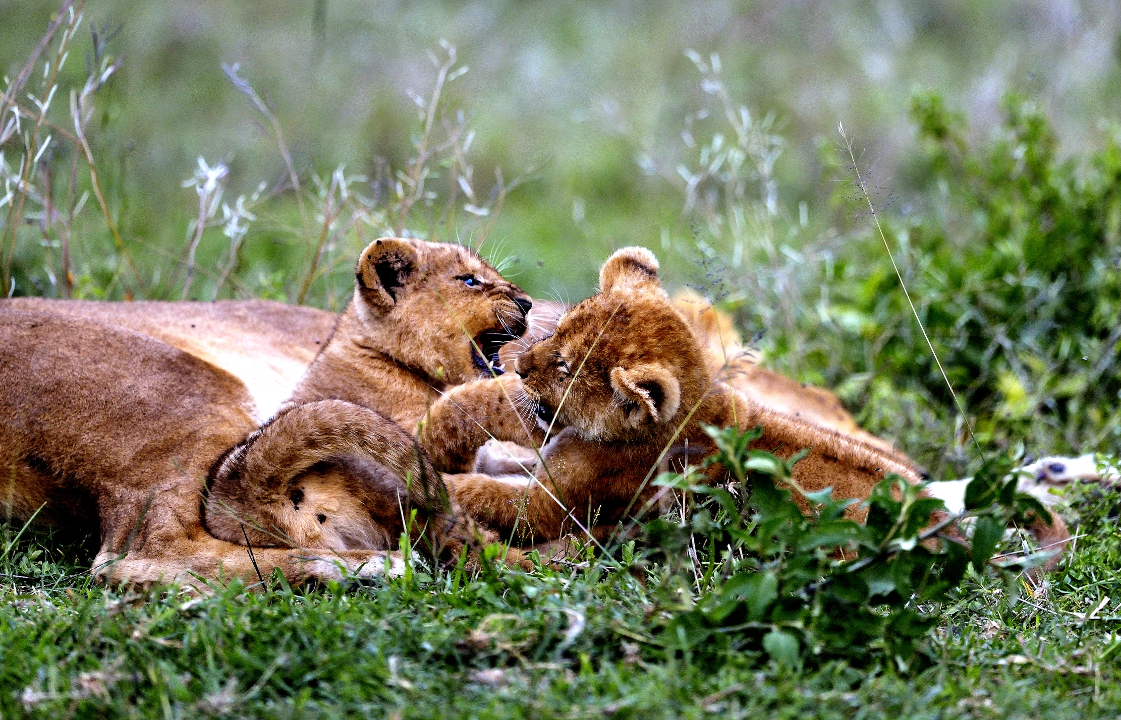 Ngorongoro Coservation Area - Cuccioli di leone