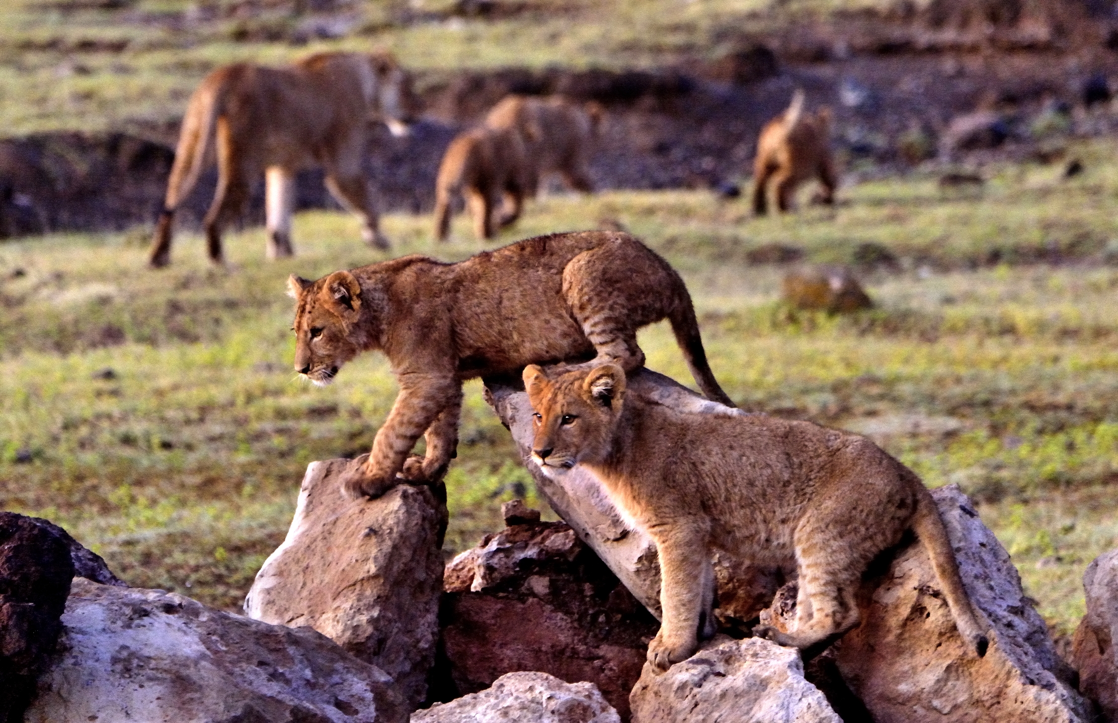 Ngorongoro Crater- Cuccioli di leone