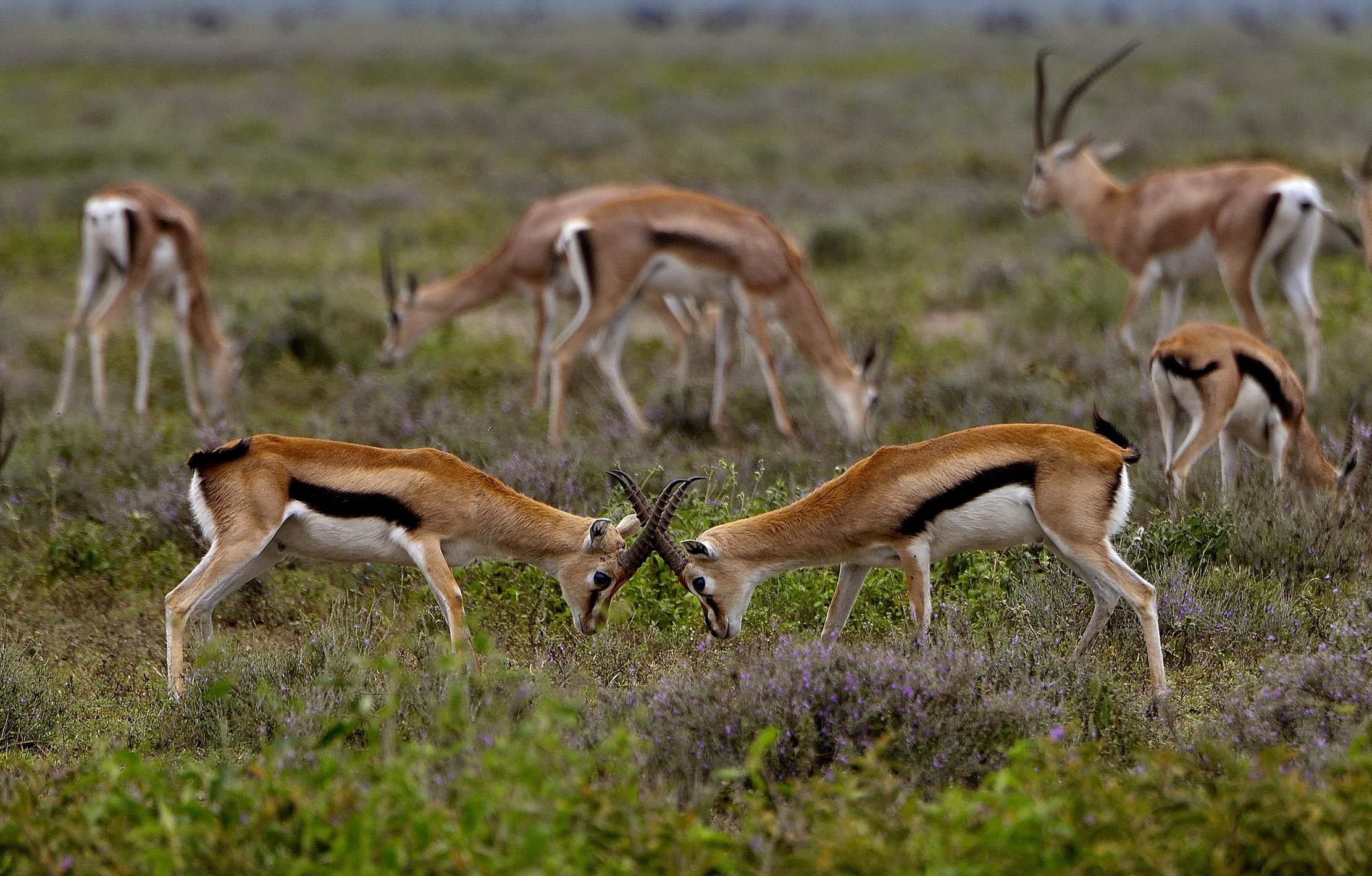 Ngorongoro Conservation Area - Gazzelle