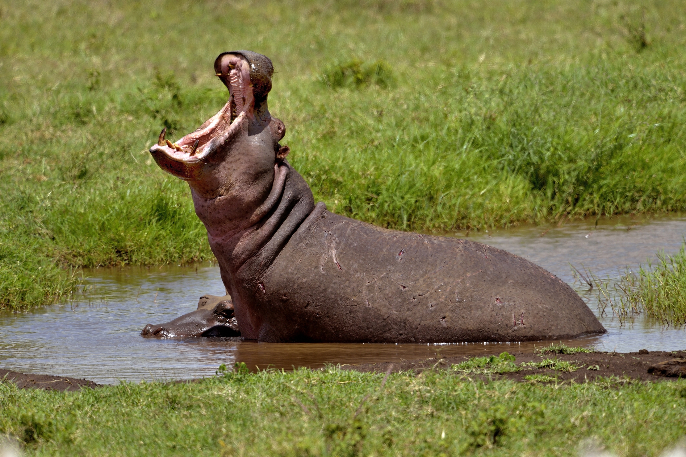 Ngorongoro Crater - Ippo