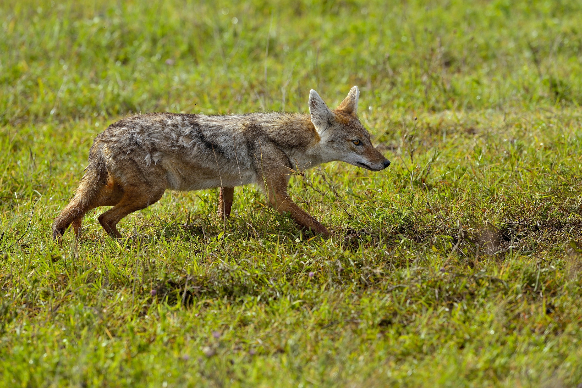 Ngorongoro Crater - Sciacallo dorato