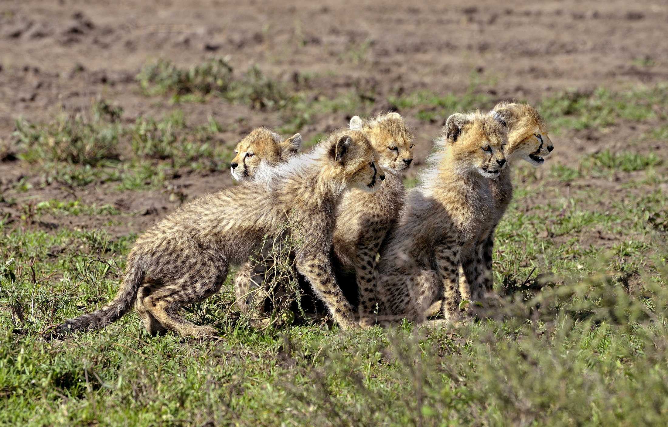 Ngorongoro Conservation Area - cuccioli di Ghepardi