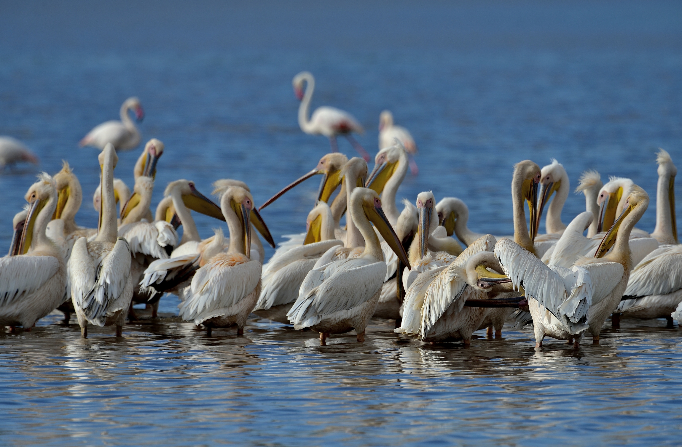 Ngorongoro Conservation Area - Pellicani