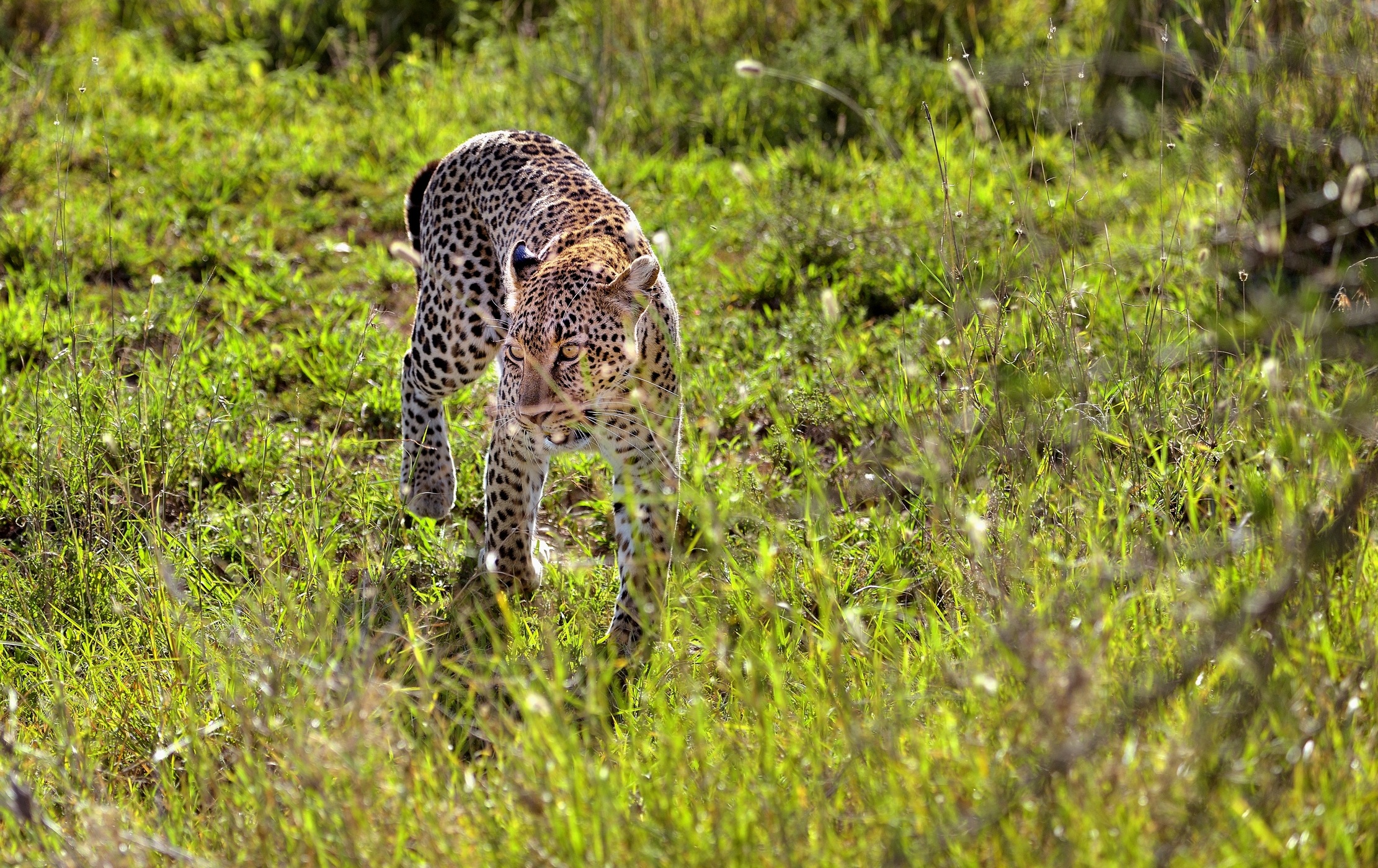 Serengeti - leopardo