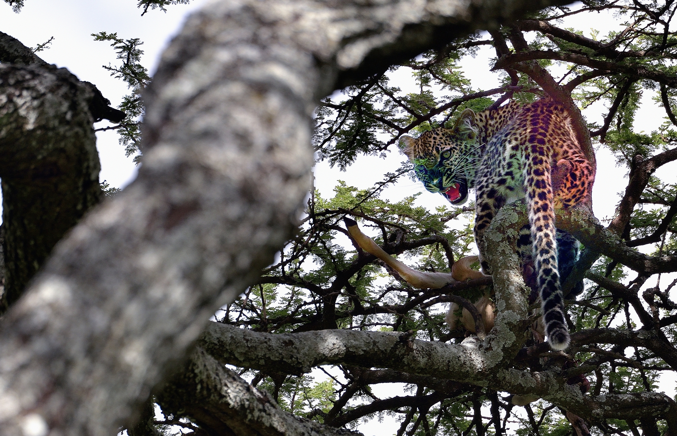 Ngorongoro Conservation Area-cucciol leopardo con Preda
