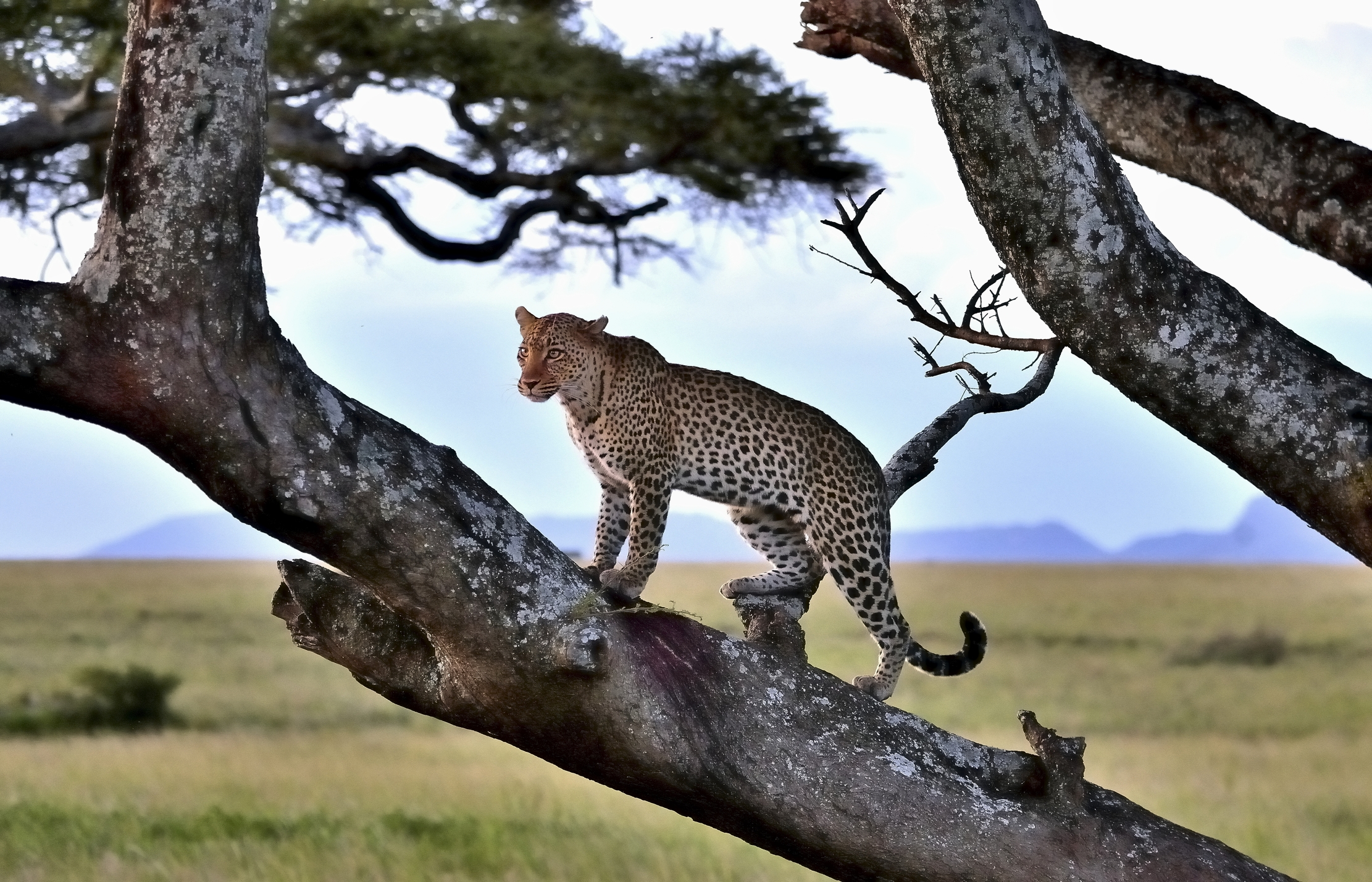 Serengeti - leopardo