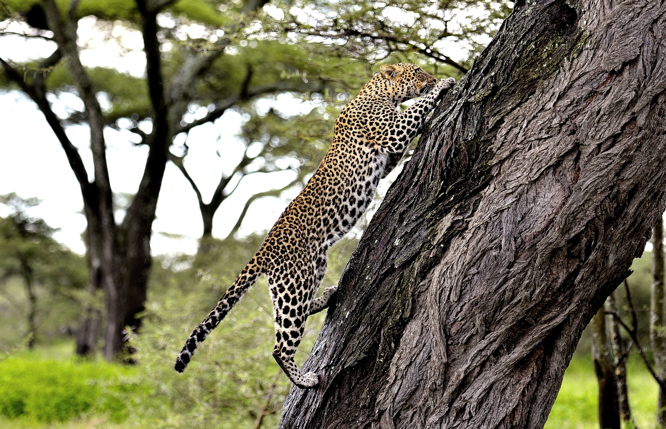 Ngorongoro Conservation Area - leopardo