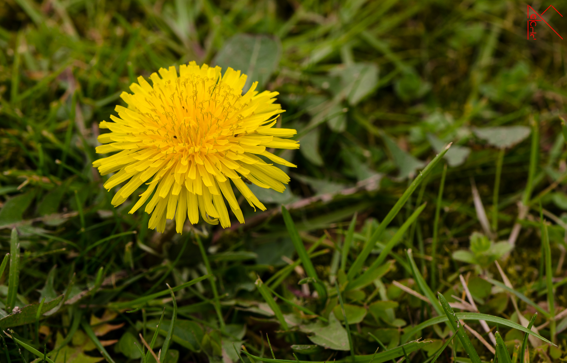 The lone dandelion