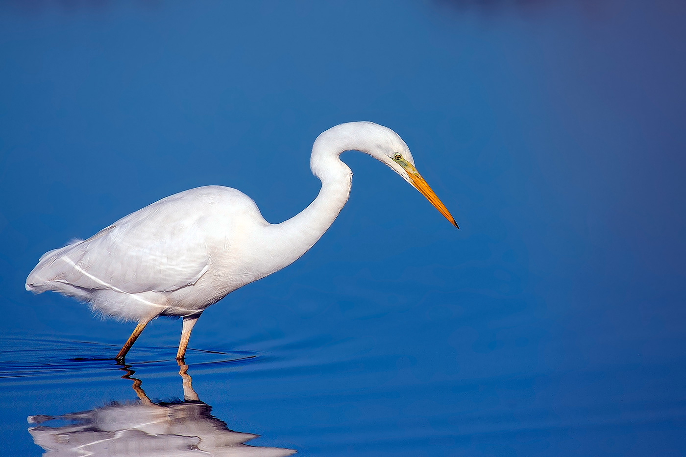Great White Egret