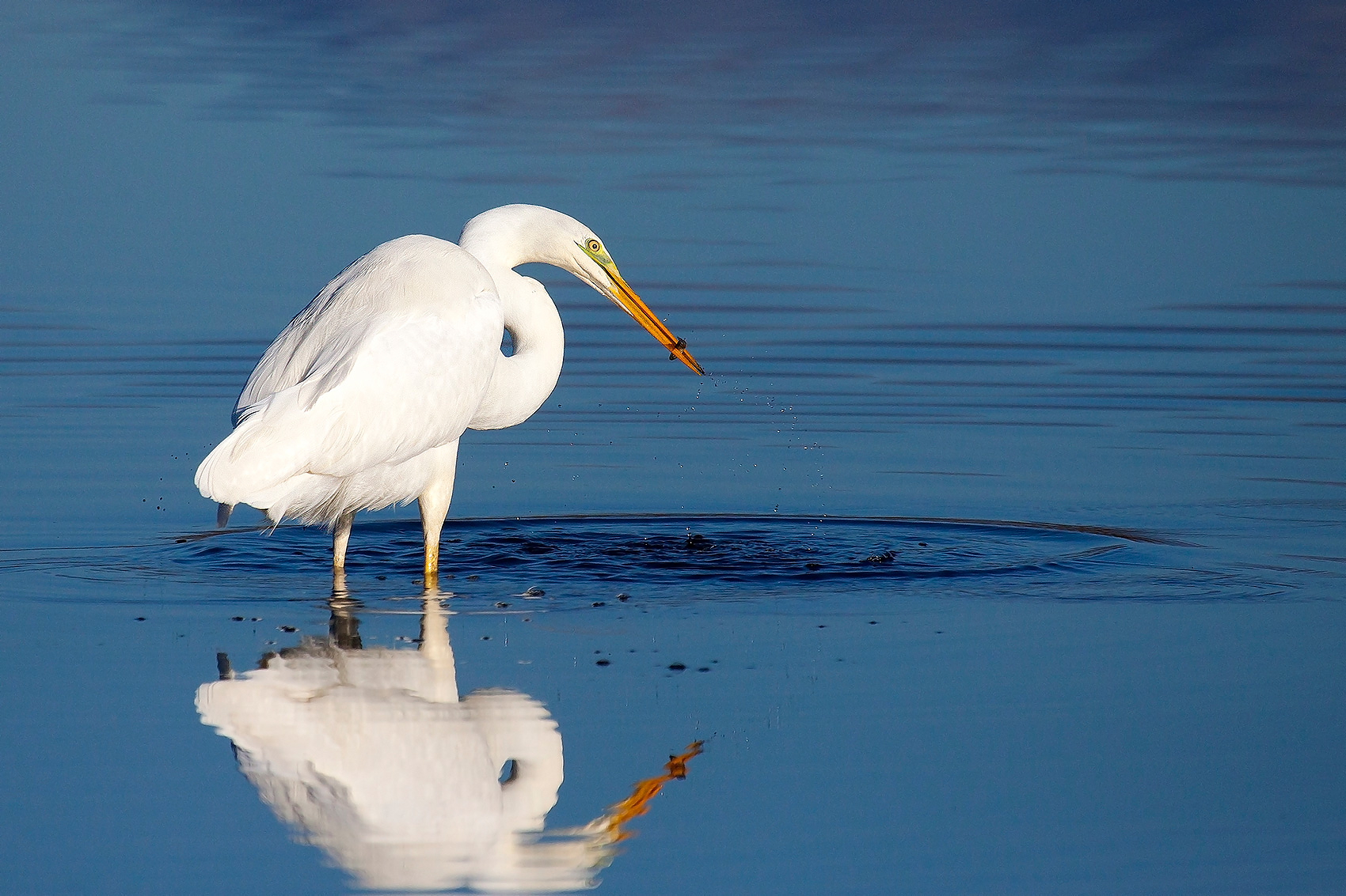 Great White Egret