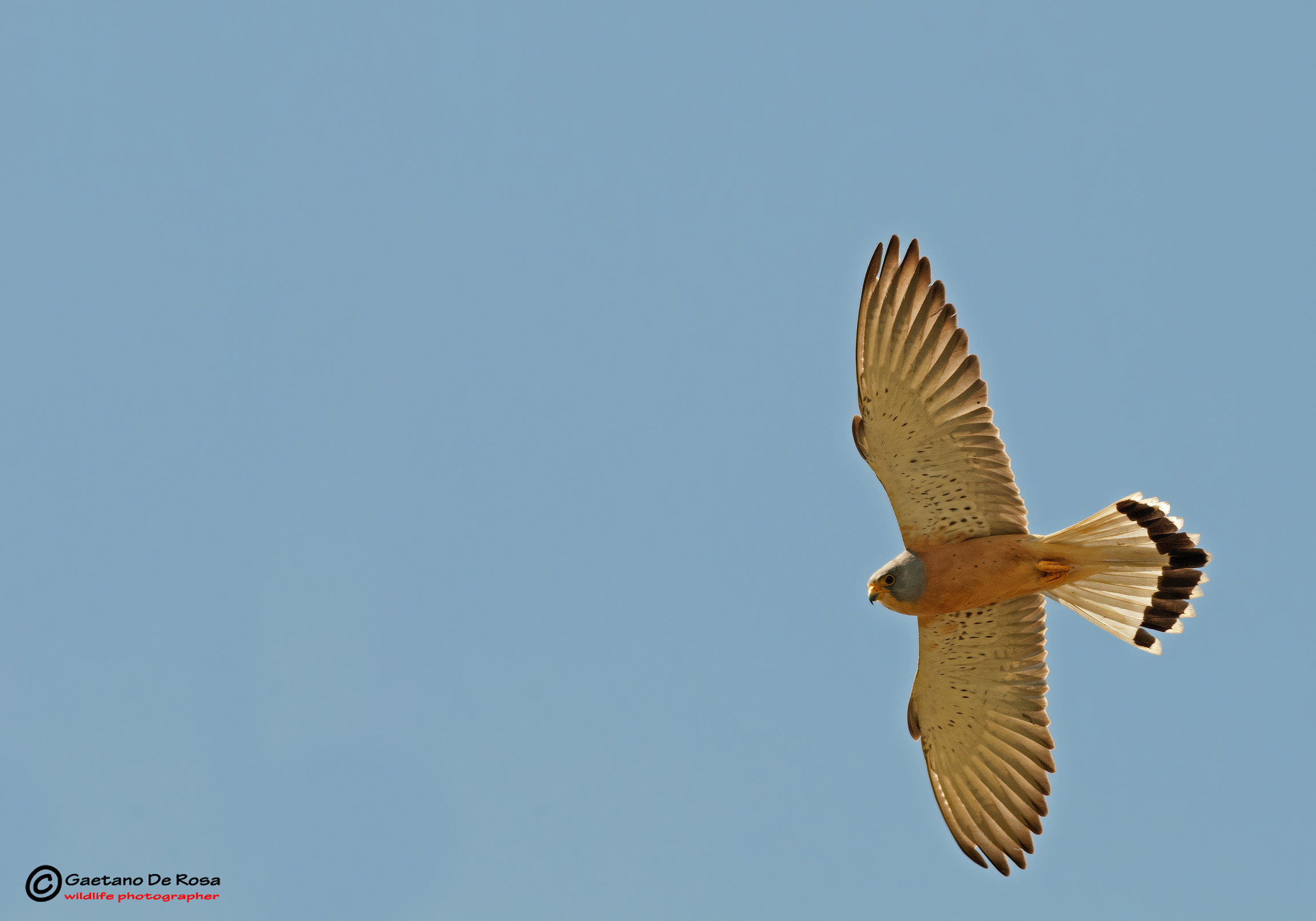 Lesser Kestrel