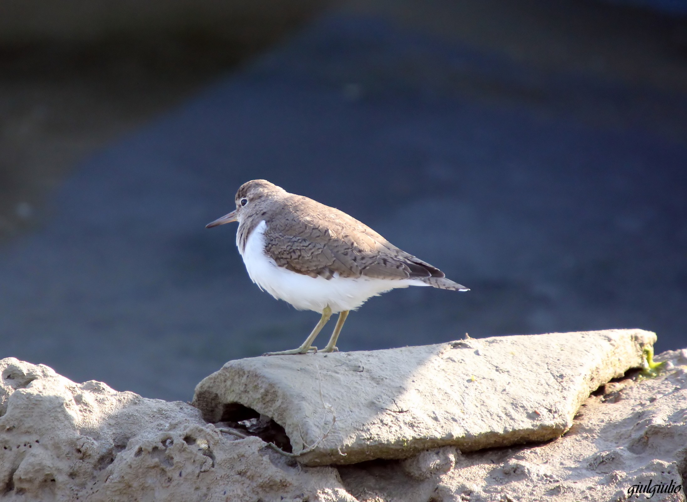 sandpiper