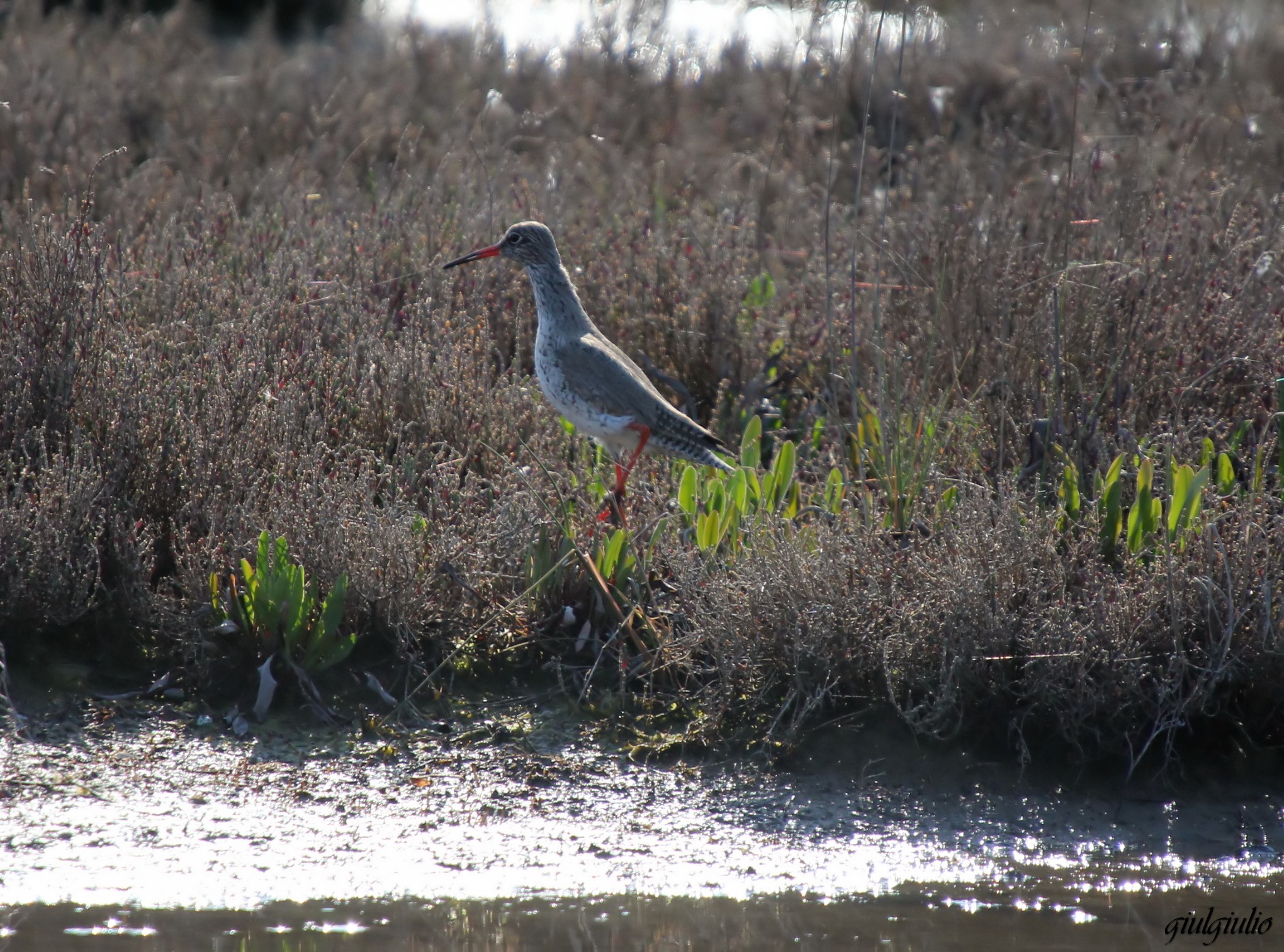 Spotted Redshank
