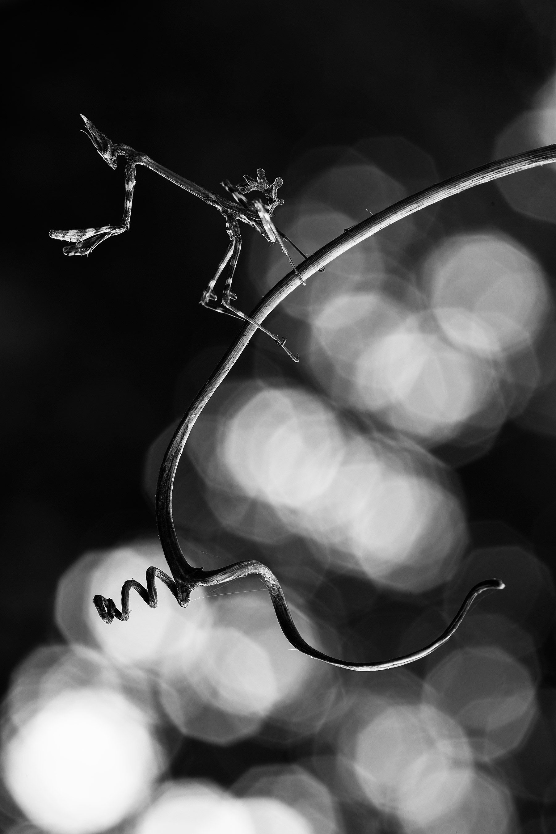 Empusa Pennata spectral