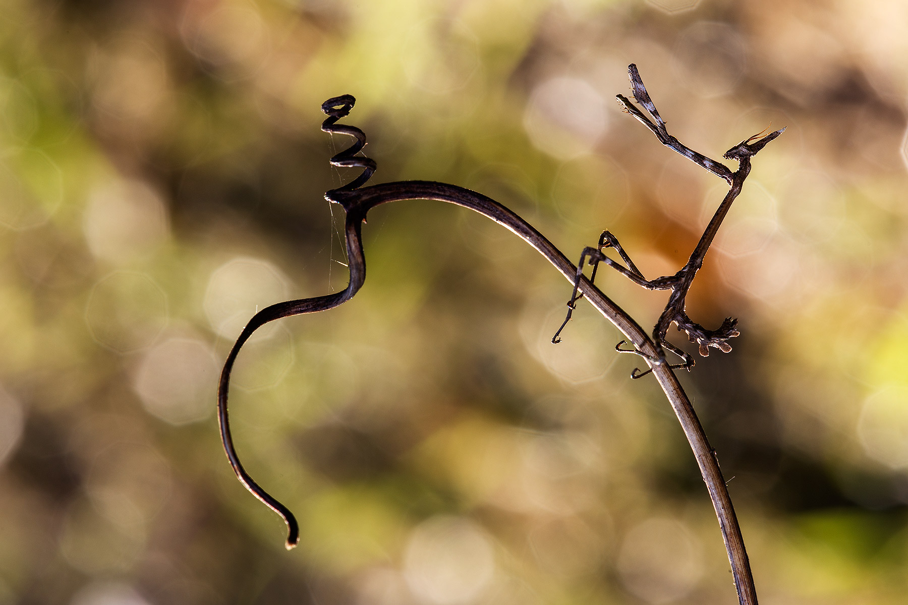 Empusa picking in Boken