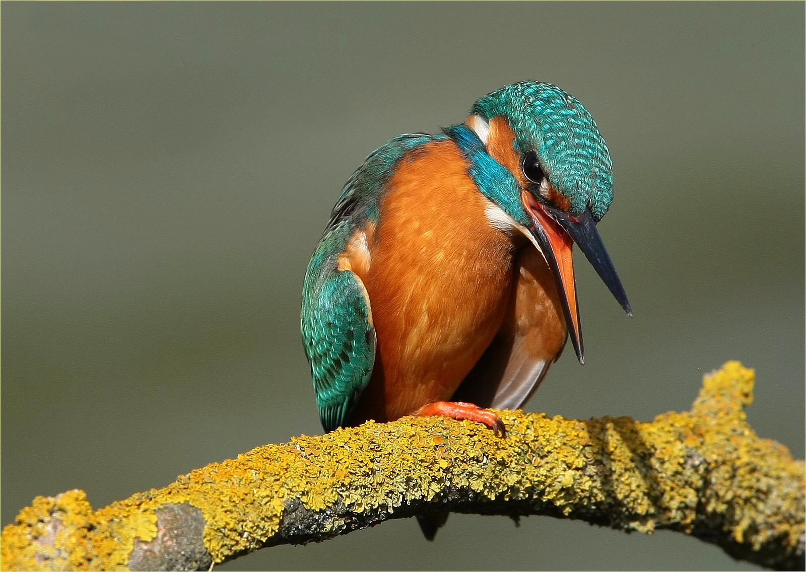 '' martin pescatore ,,