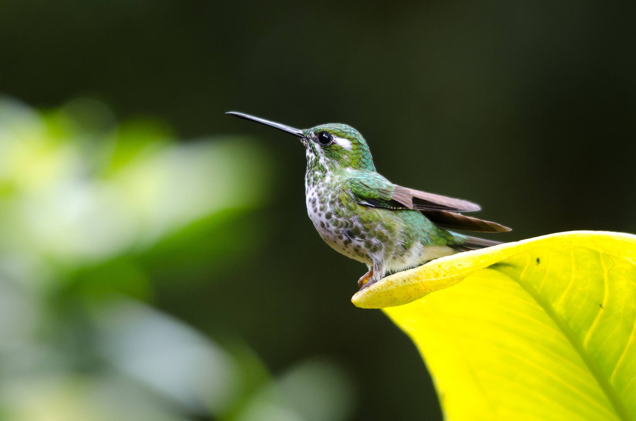 hummingbird