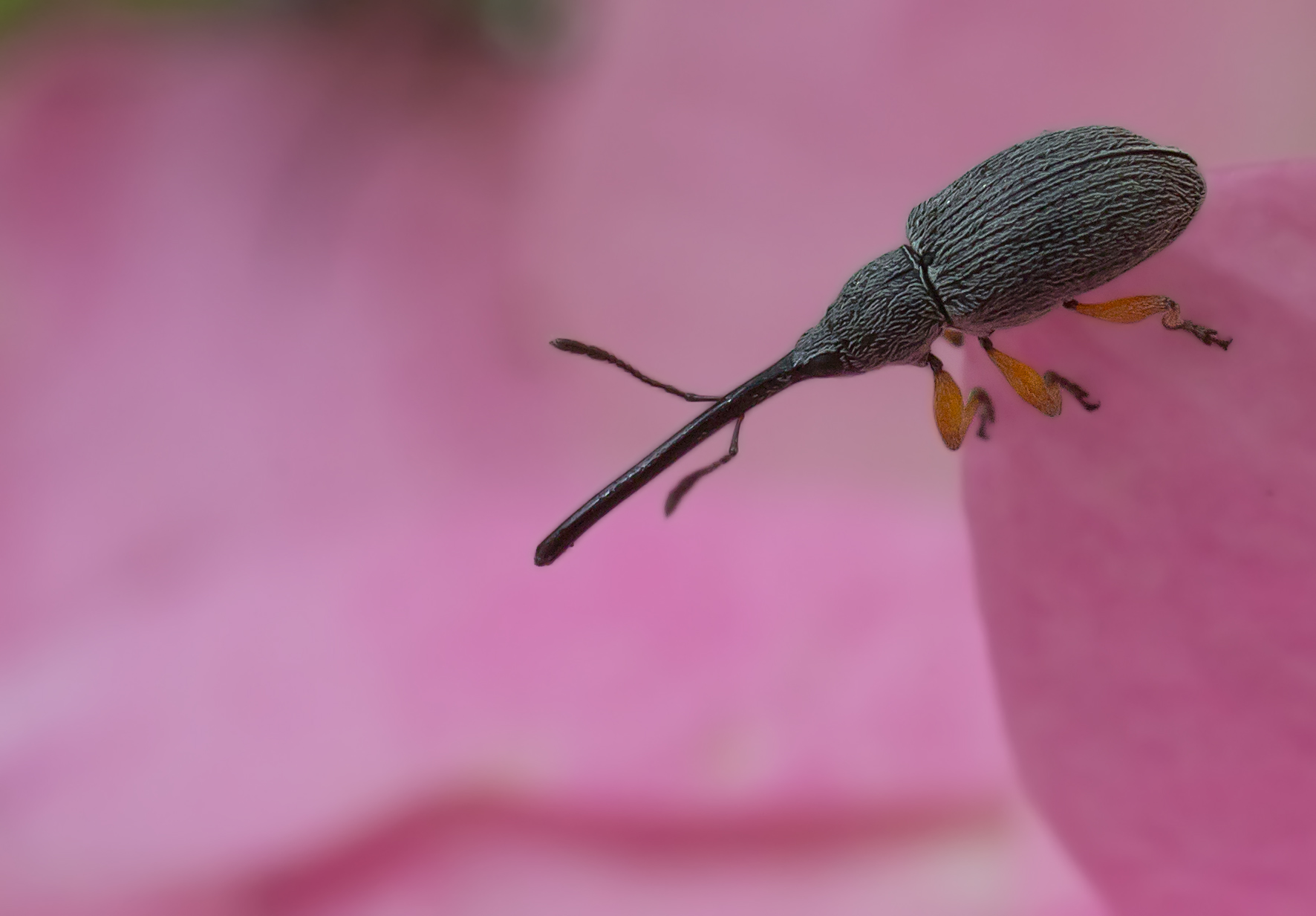 Elephant Bug