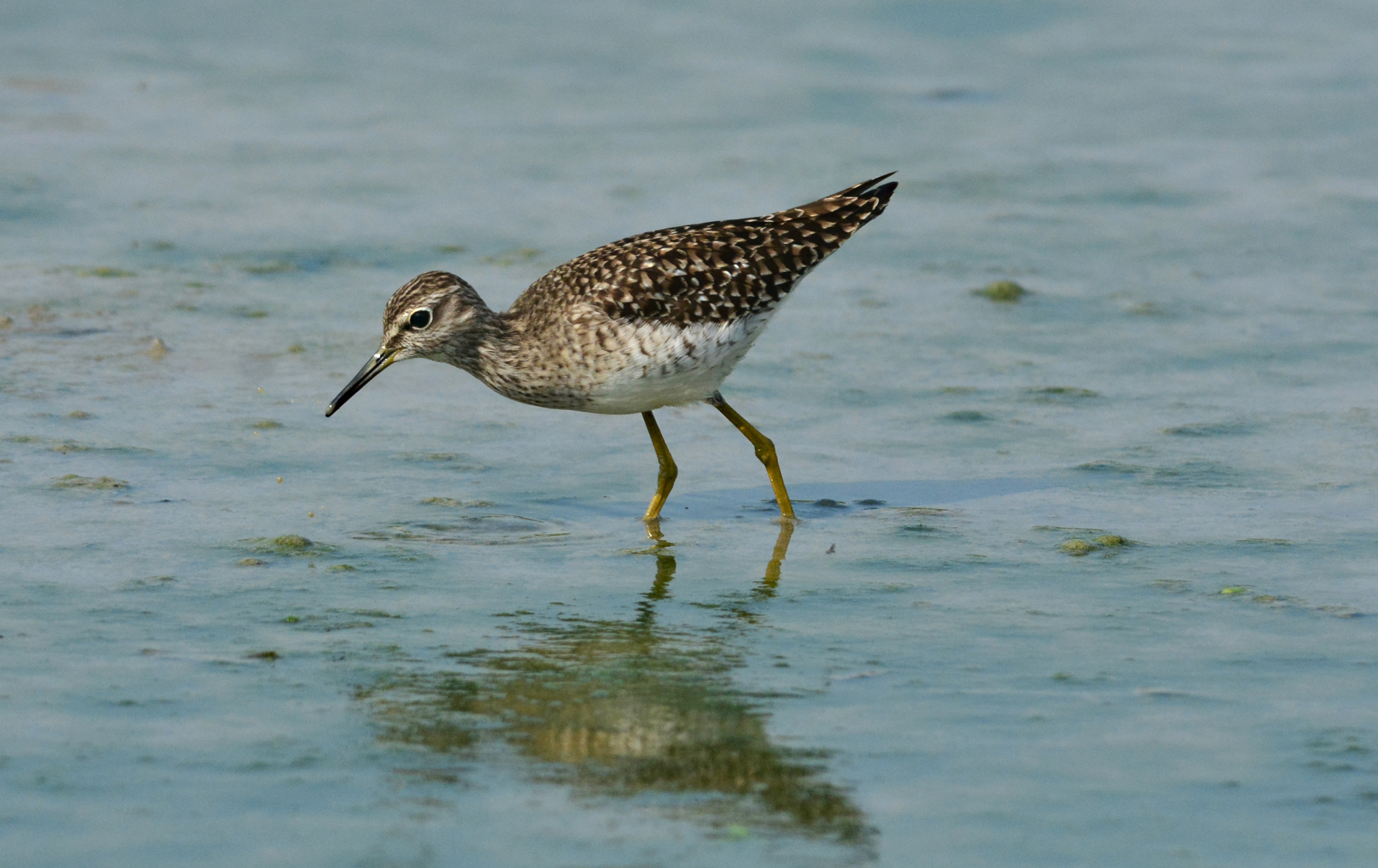 piropiro boschereccio