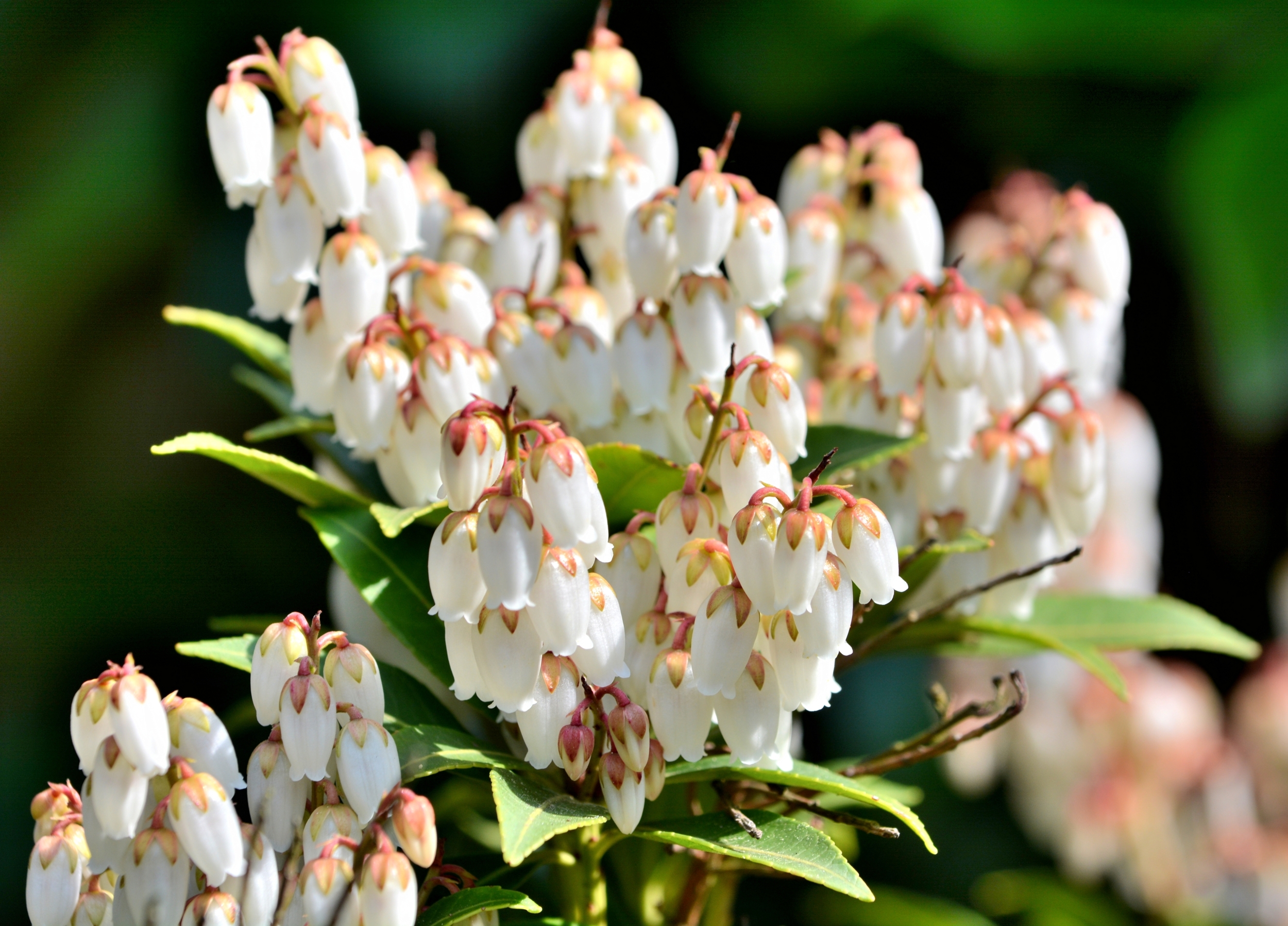 Plant Pieris acidophilus