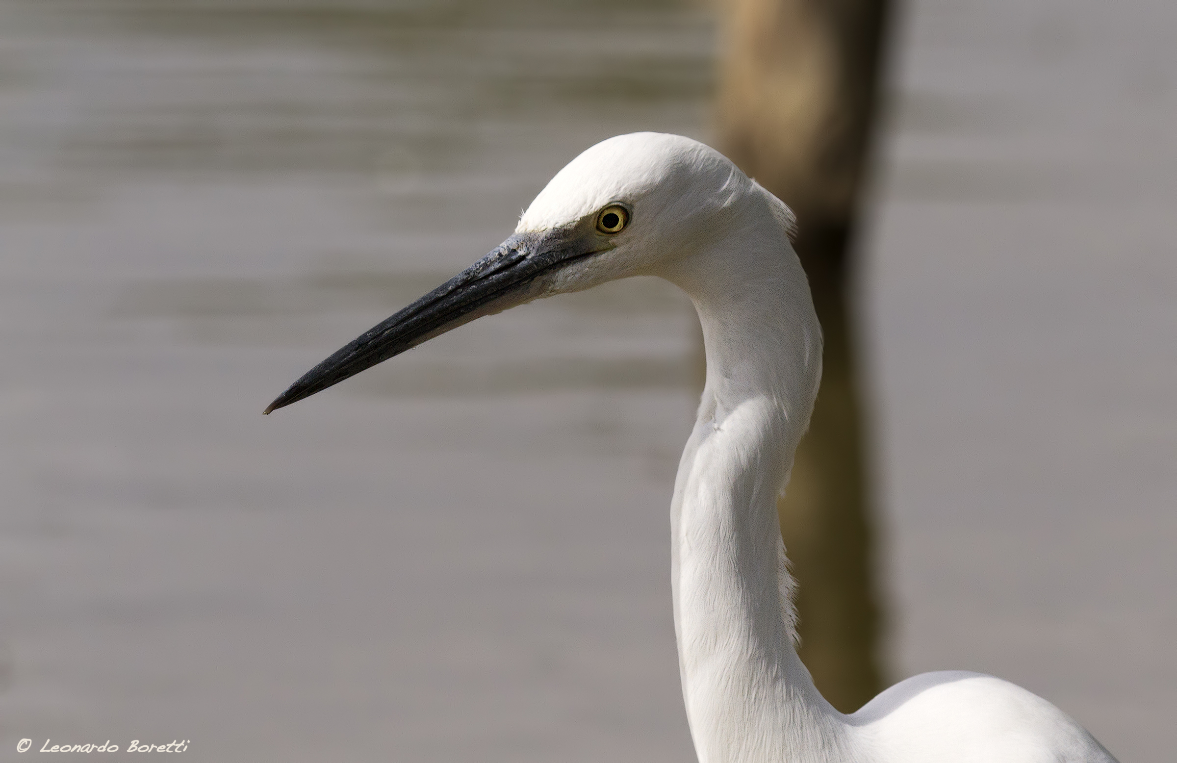 Egret