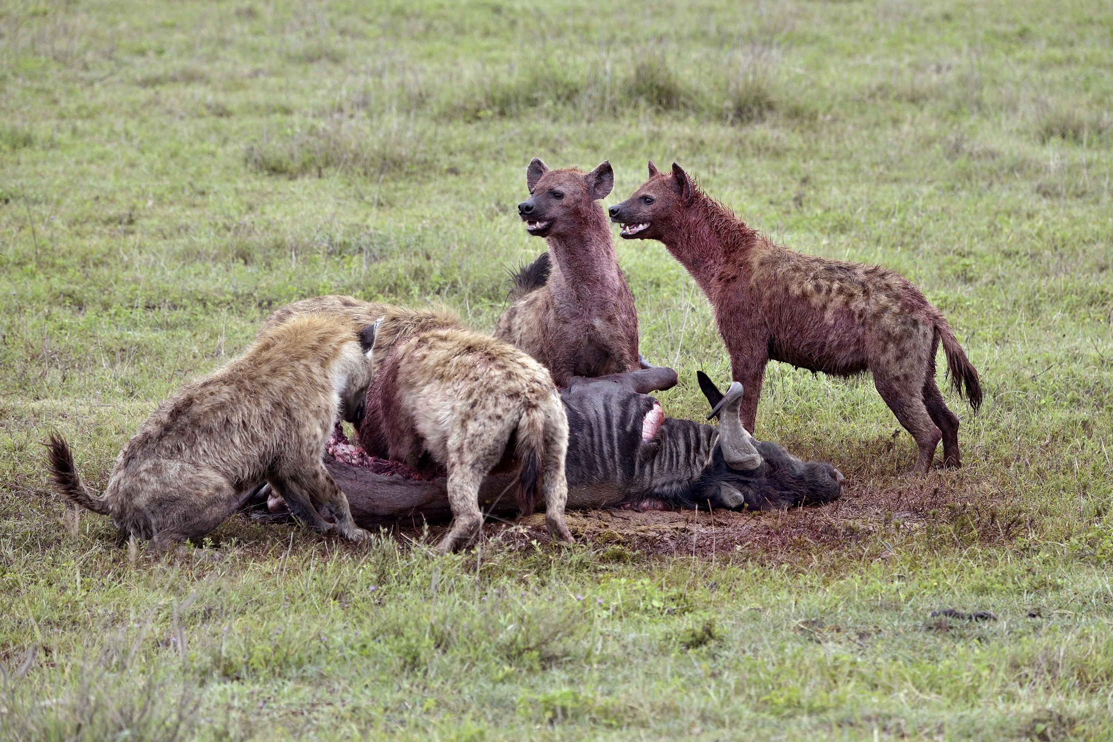 Iene mangiano uno gnu