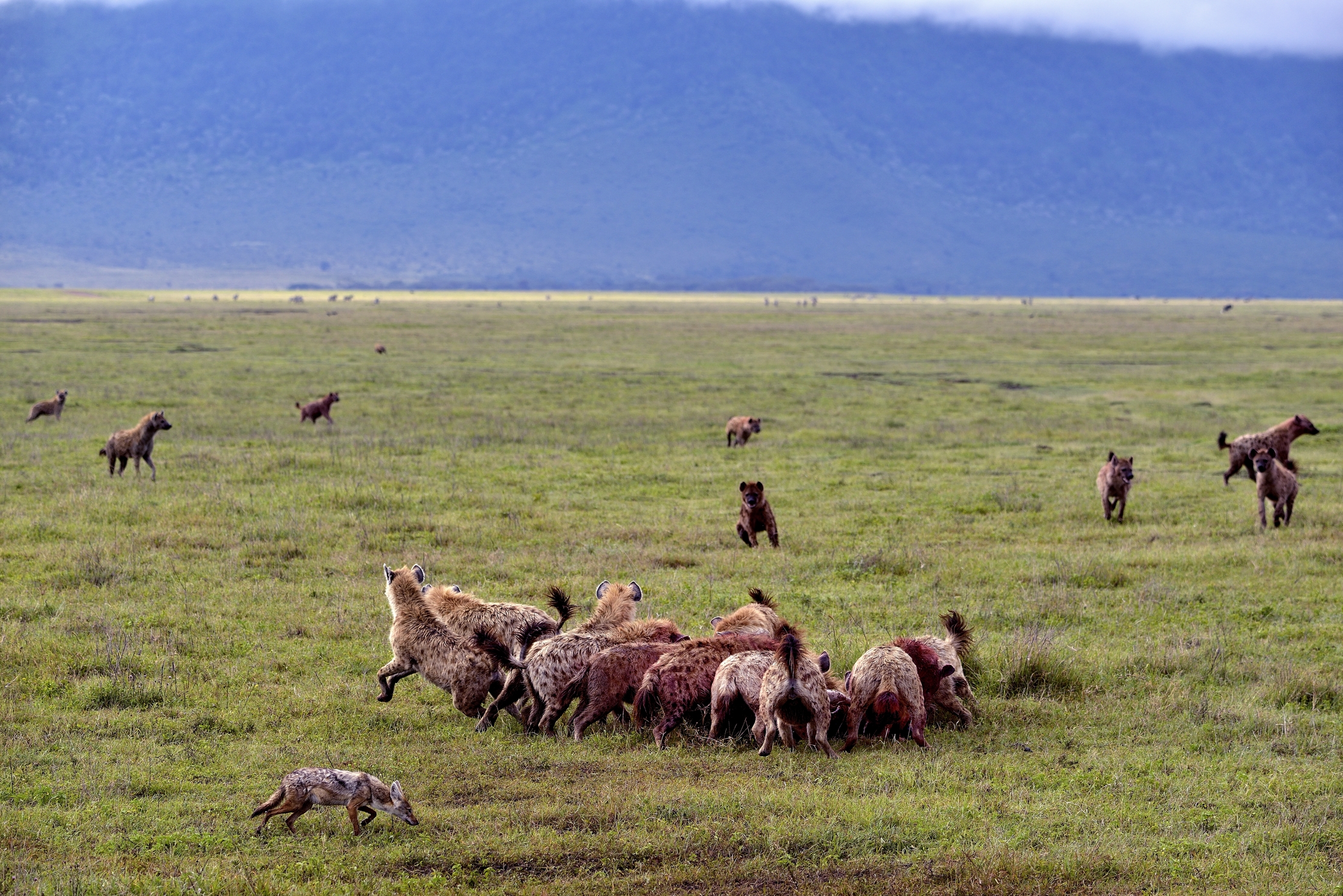 Iene mangiano uno gnu.....con sciacallo