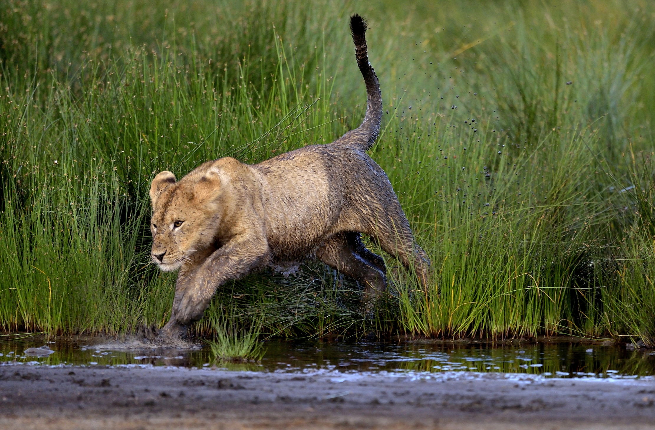 Ngorongoro Coservation Area - Cucciolone di leone