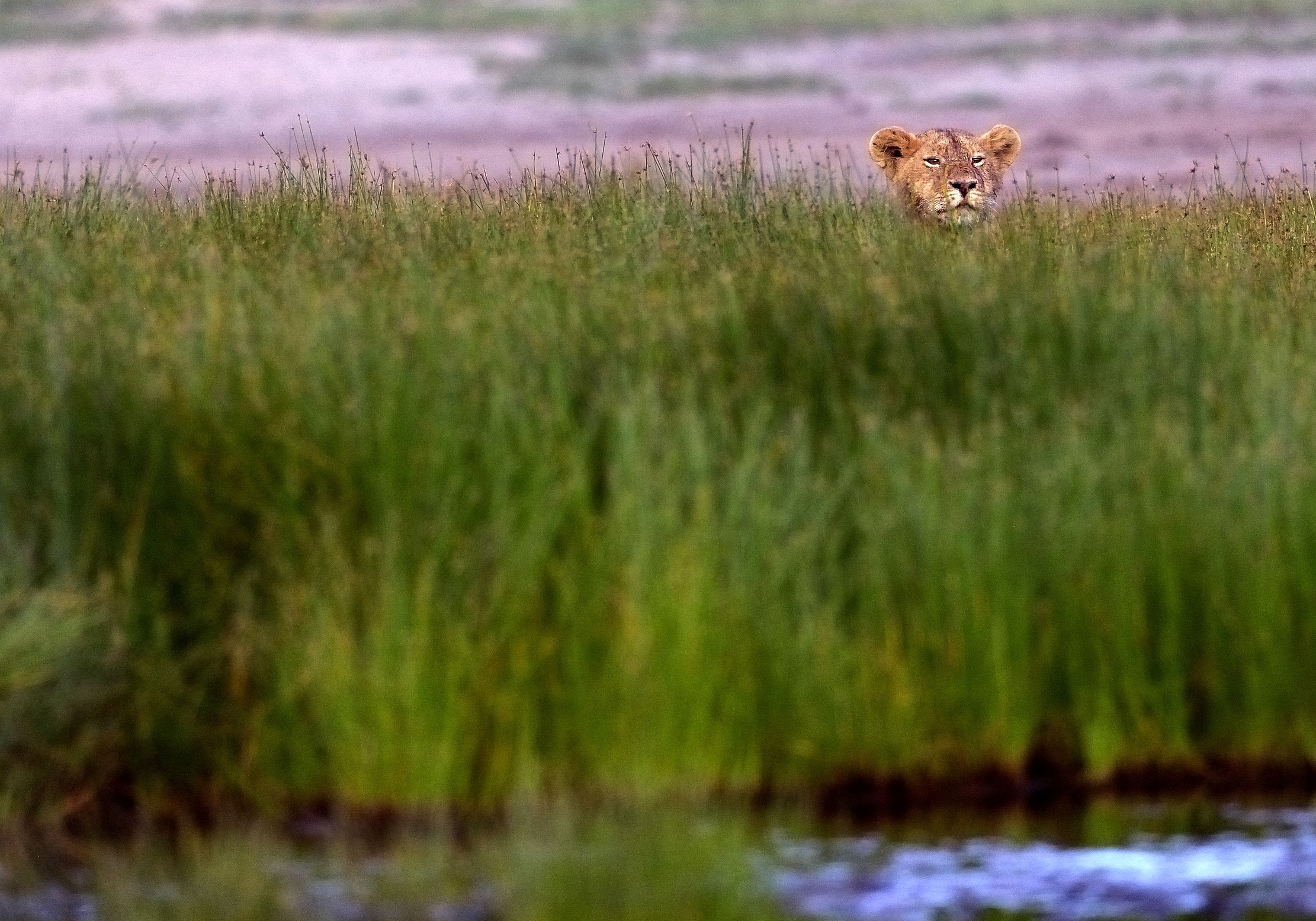 Ngorongoro Coservation Area - L'agguato