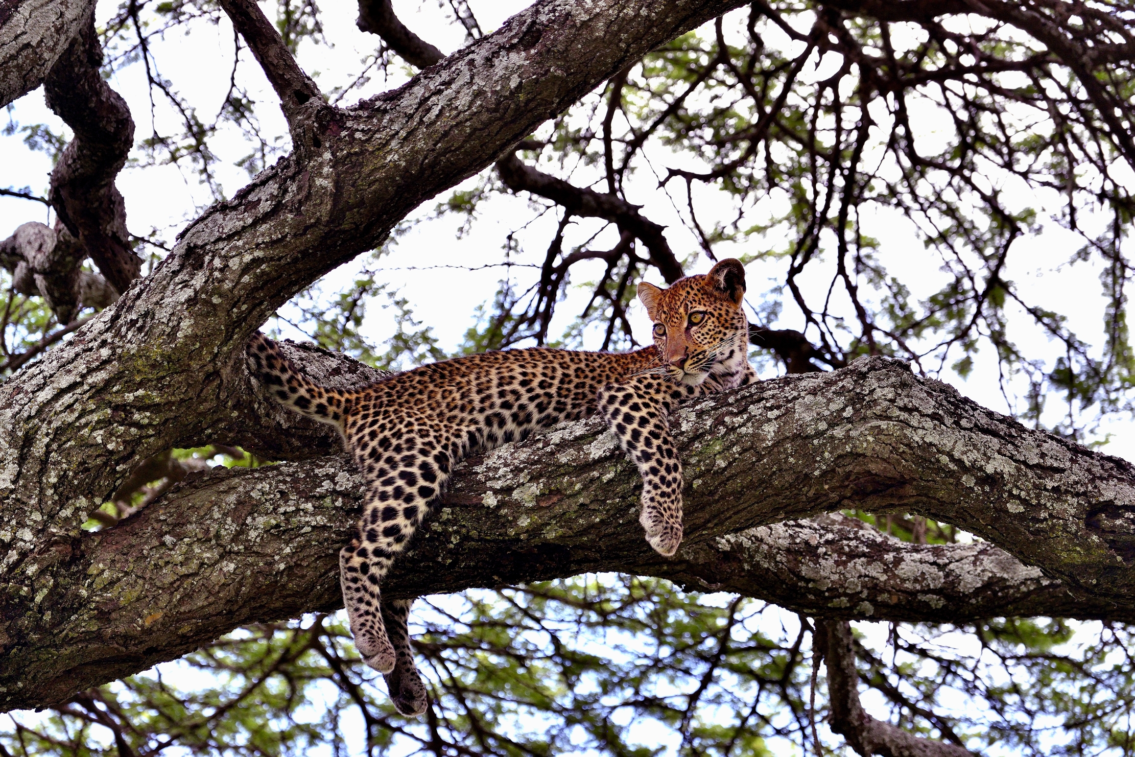Ngorongoro Coservation Area - cucciolo di leopardo