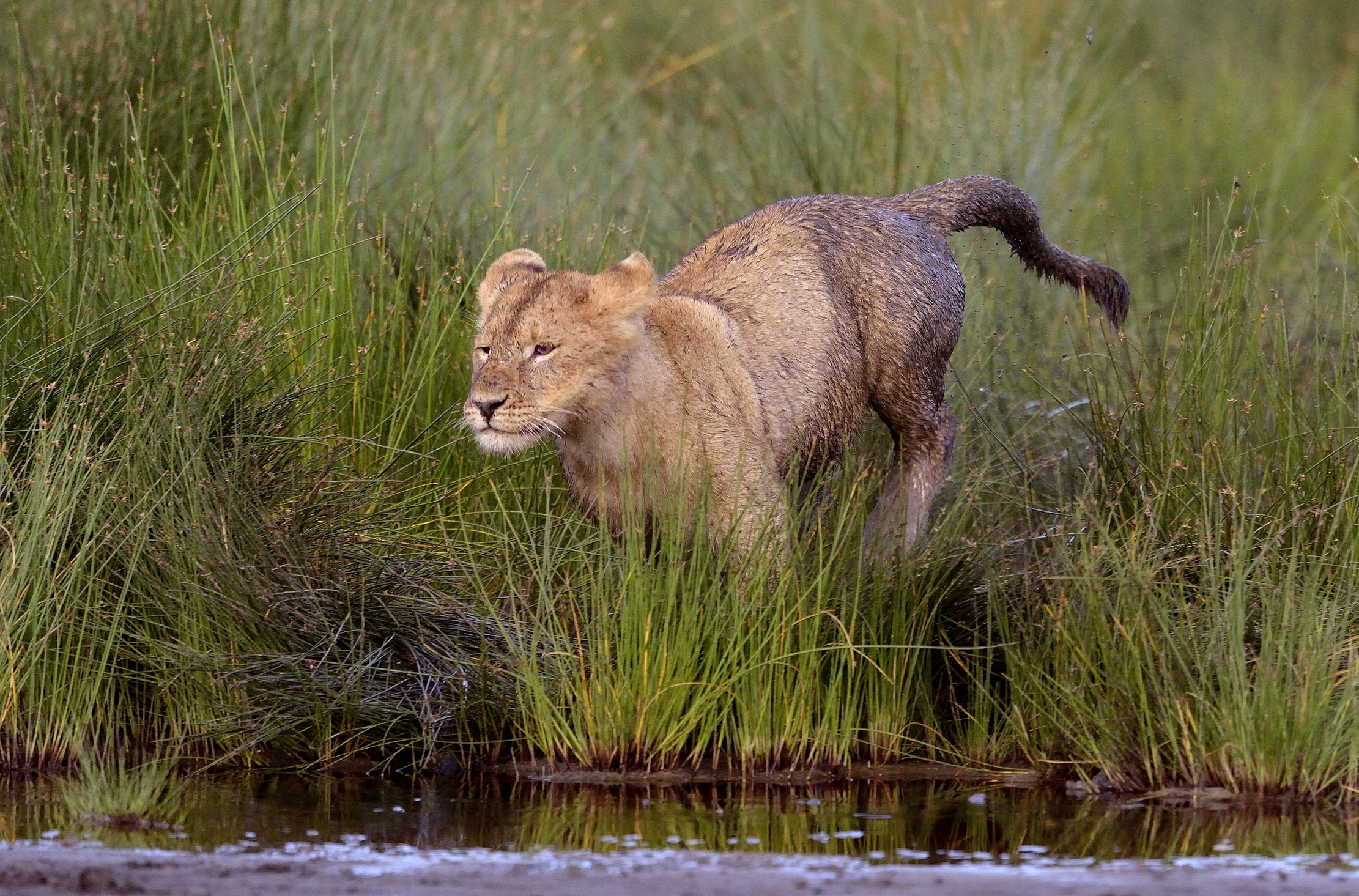 Ngorongoro Coservation Area - Cucciolone di leone
