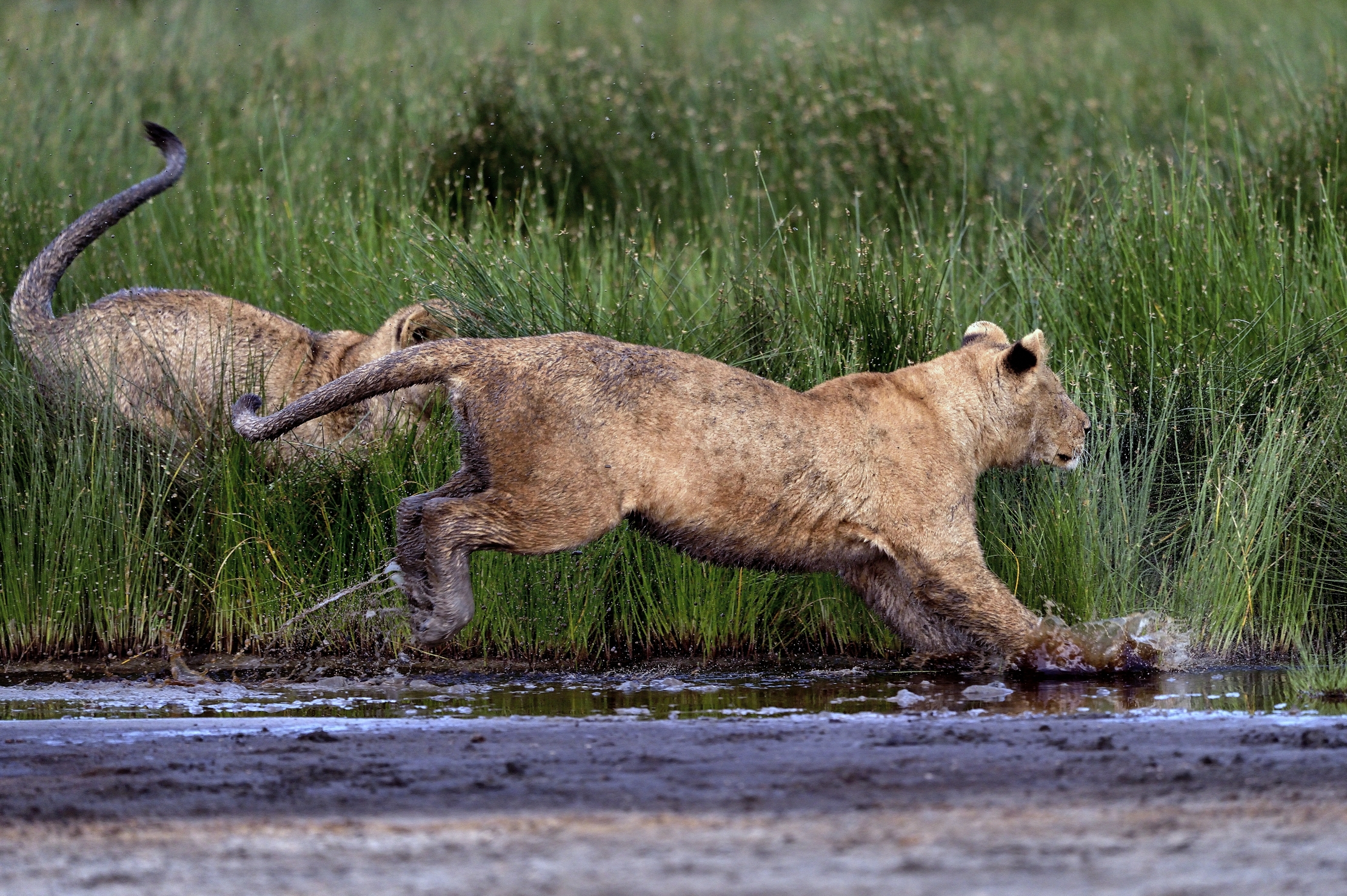 Ngorongoro Coservation Area - Cuccioloni di leone