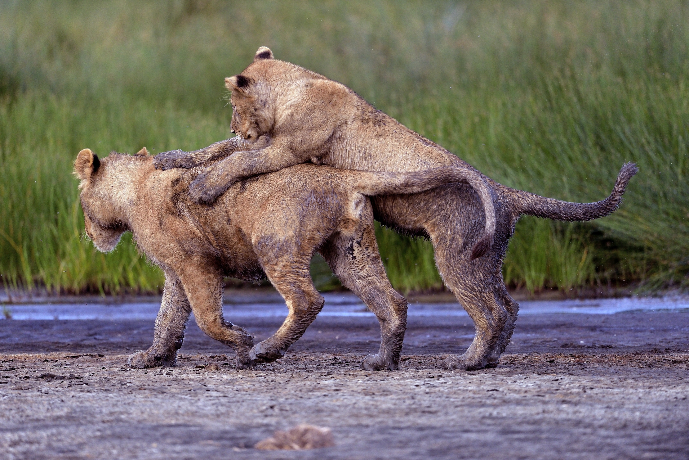 Ngorongoro Coservation Area - Il trenino