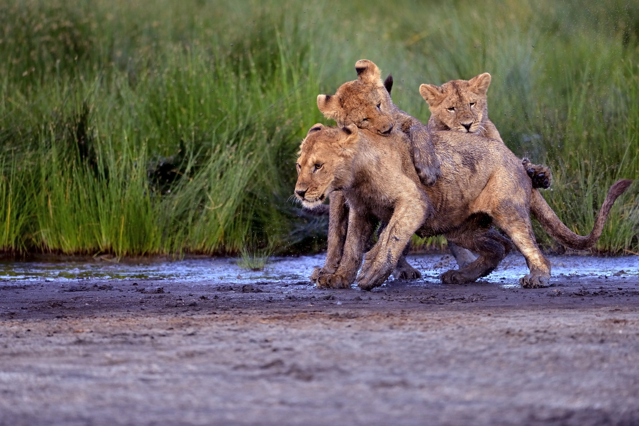 Ngorongoro Coservation Area - Placcato