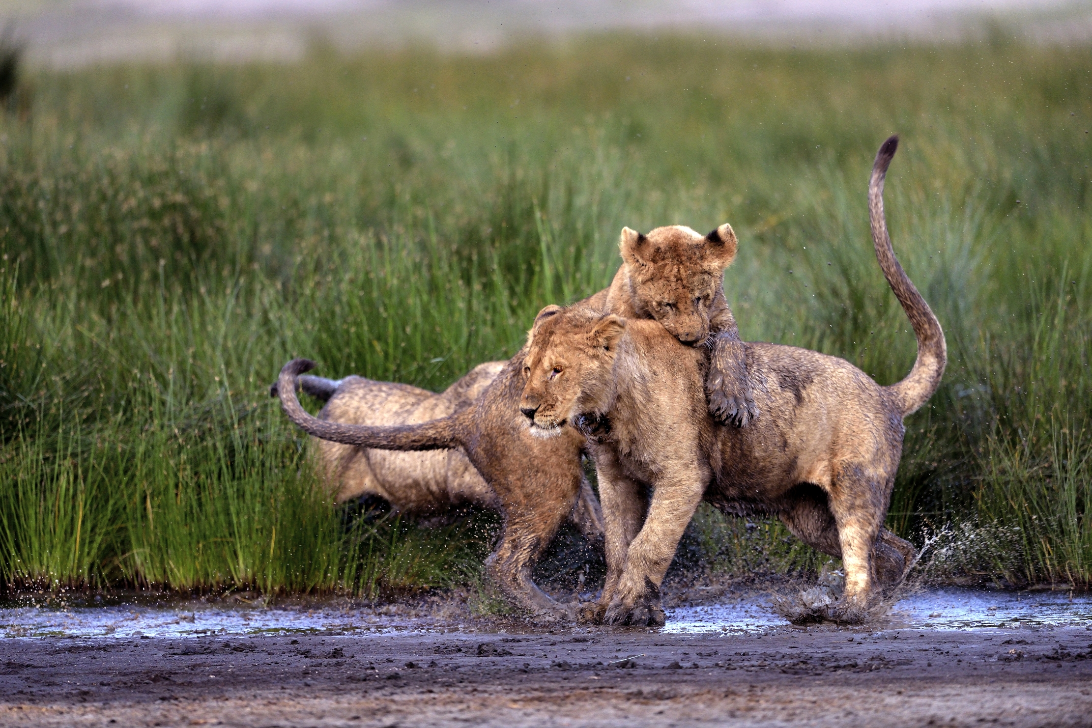 Ngorongoro Coservation Area - Ti vengo sopra