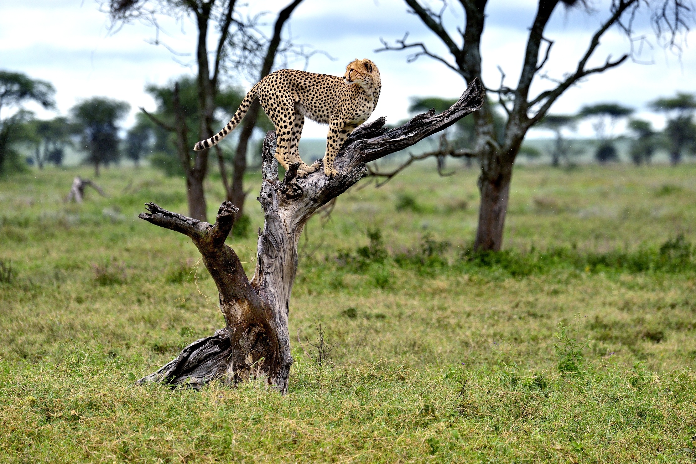 Ngorongoro Conservatio Area - Ghepardo