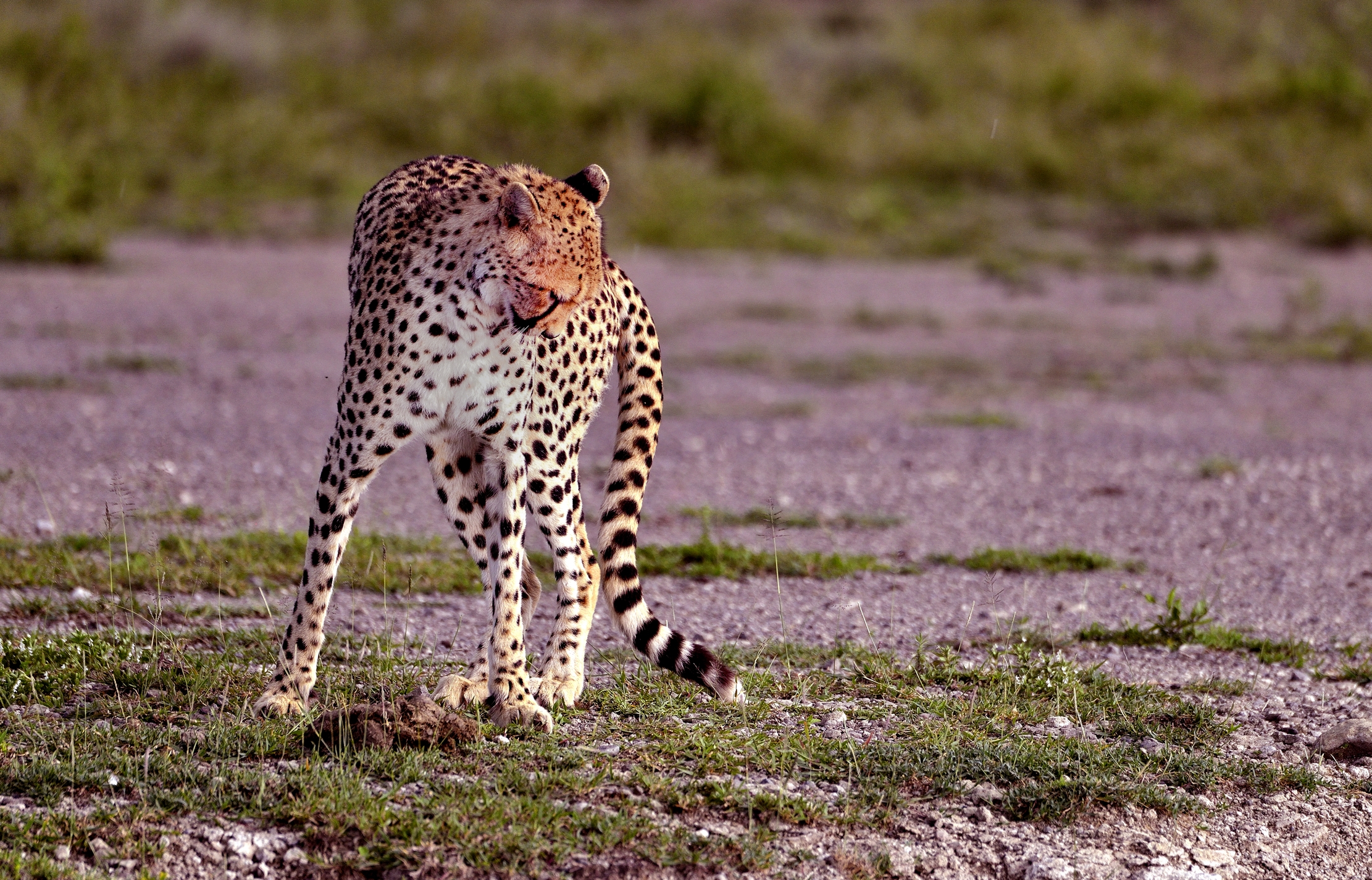 Ngorongoro Conservatio Area - Ghepardo