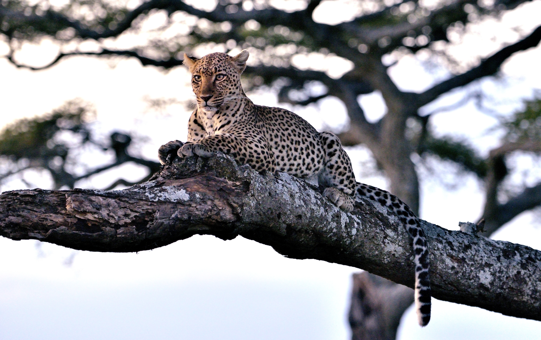 Serengeti - leopardo