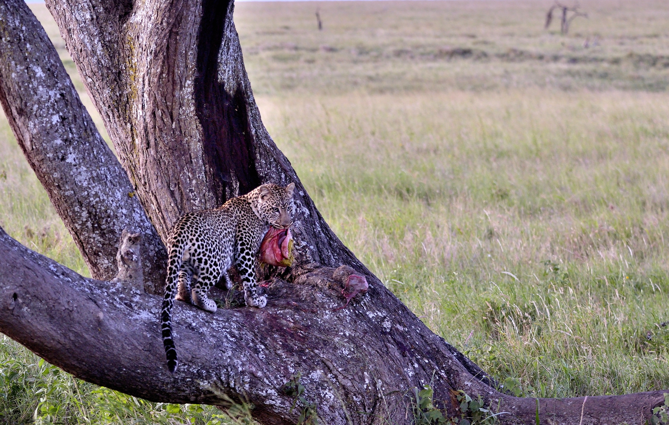 Serengeti - leopardo con preda