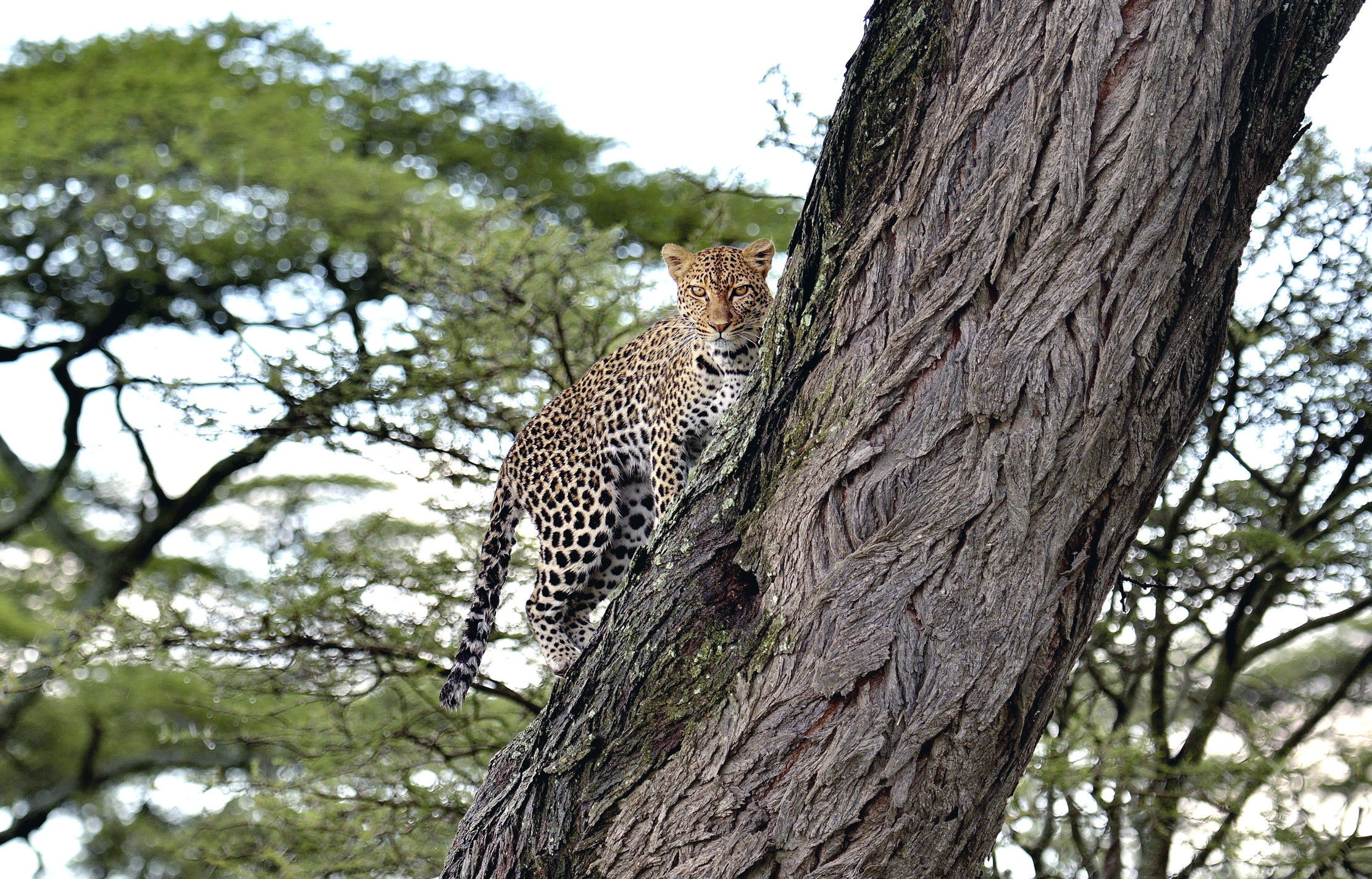 Ngorongoro Conservation Area - leopardo