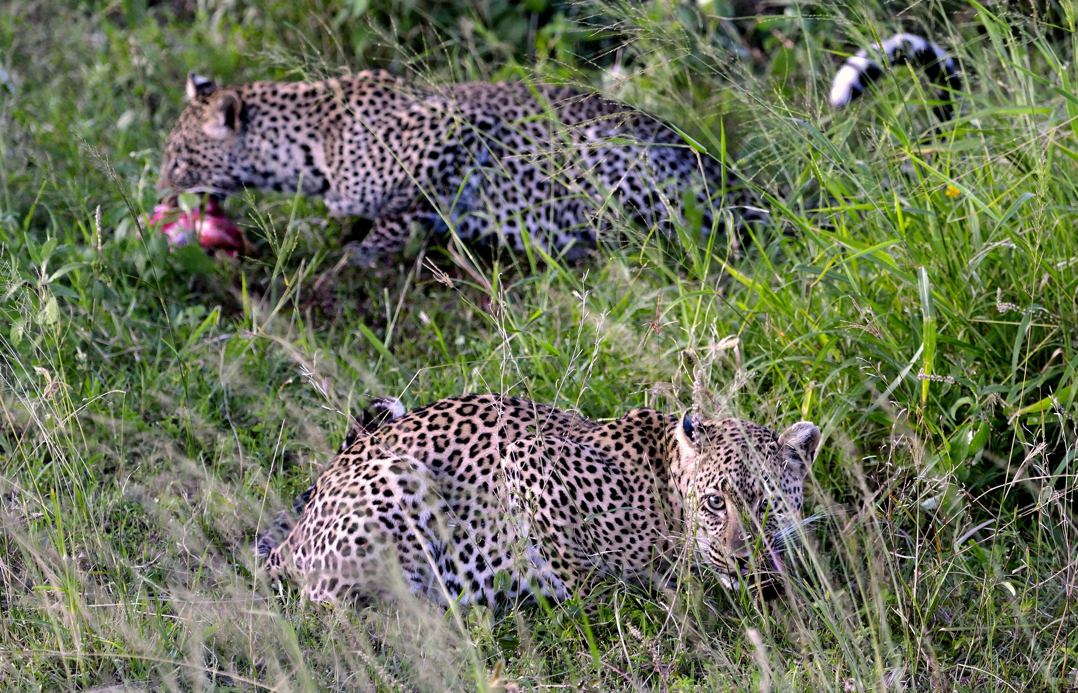 Serengeti - leopardo con preda