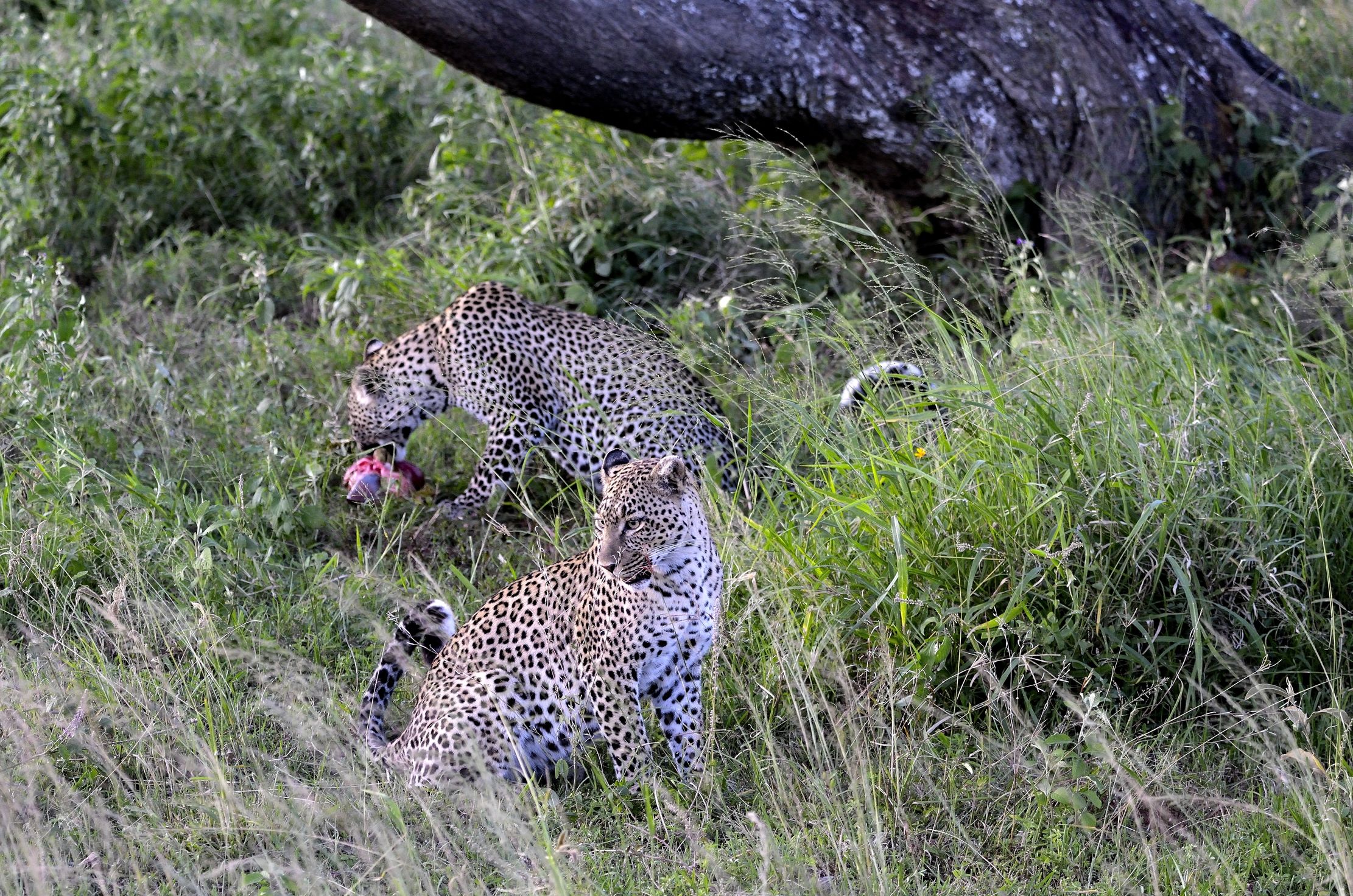 Serengeti - leopardo con preda