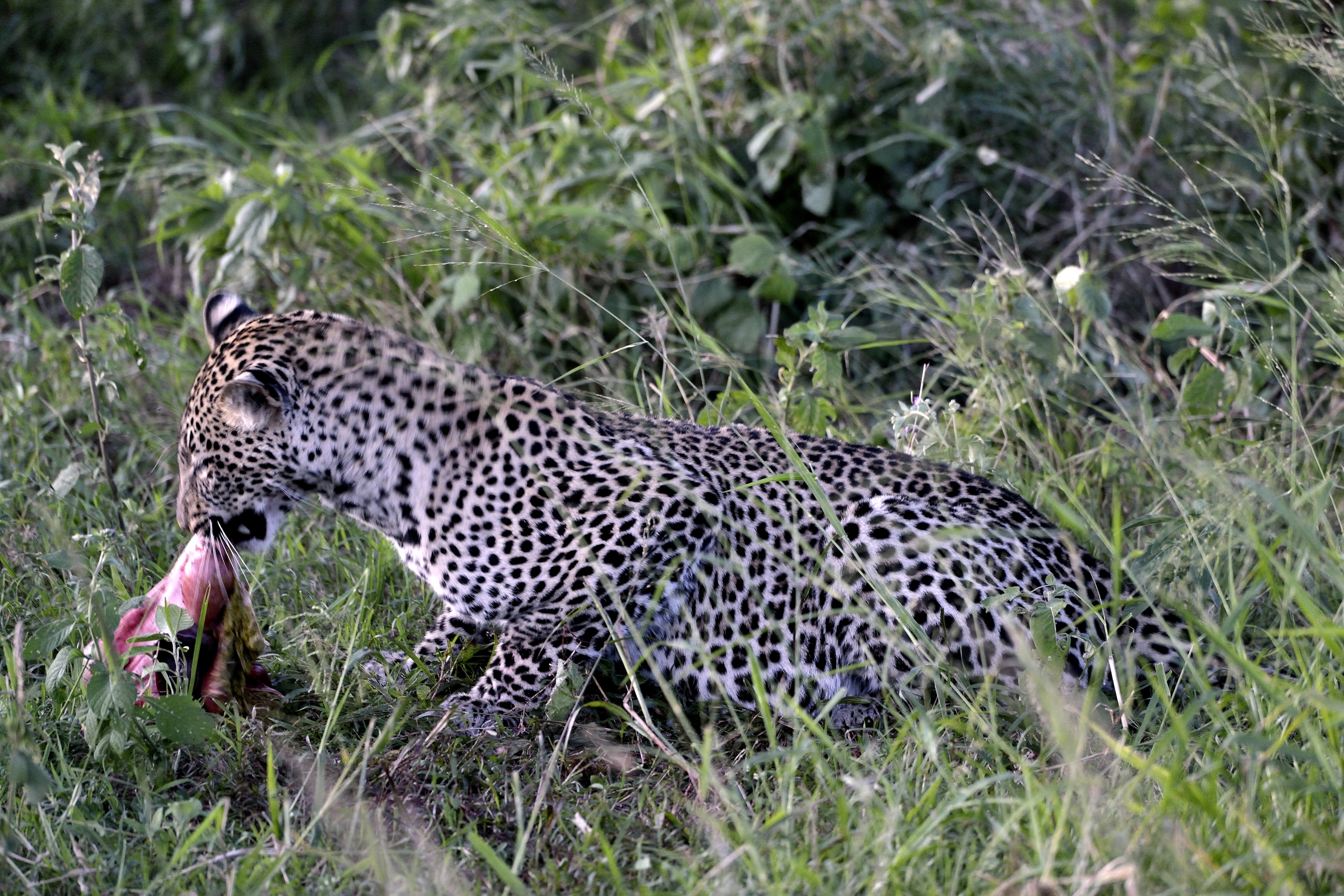 Serengeti - leopardo con preda