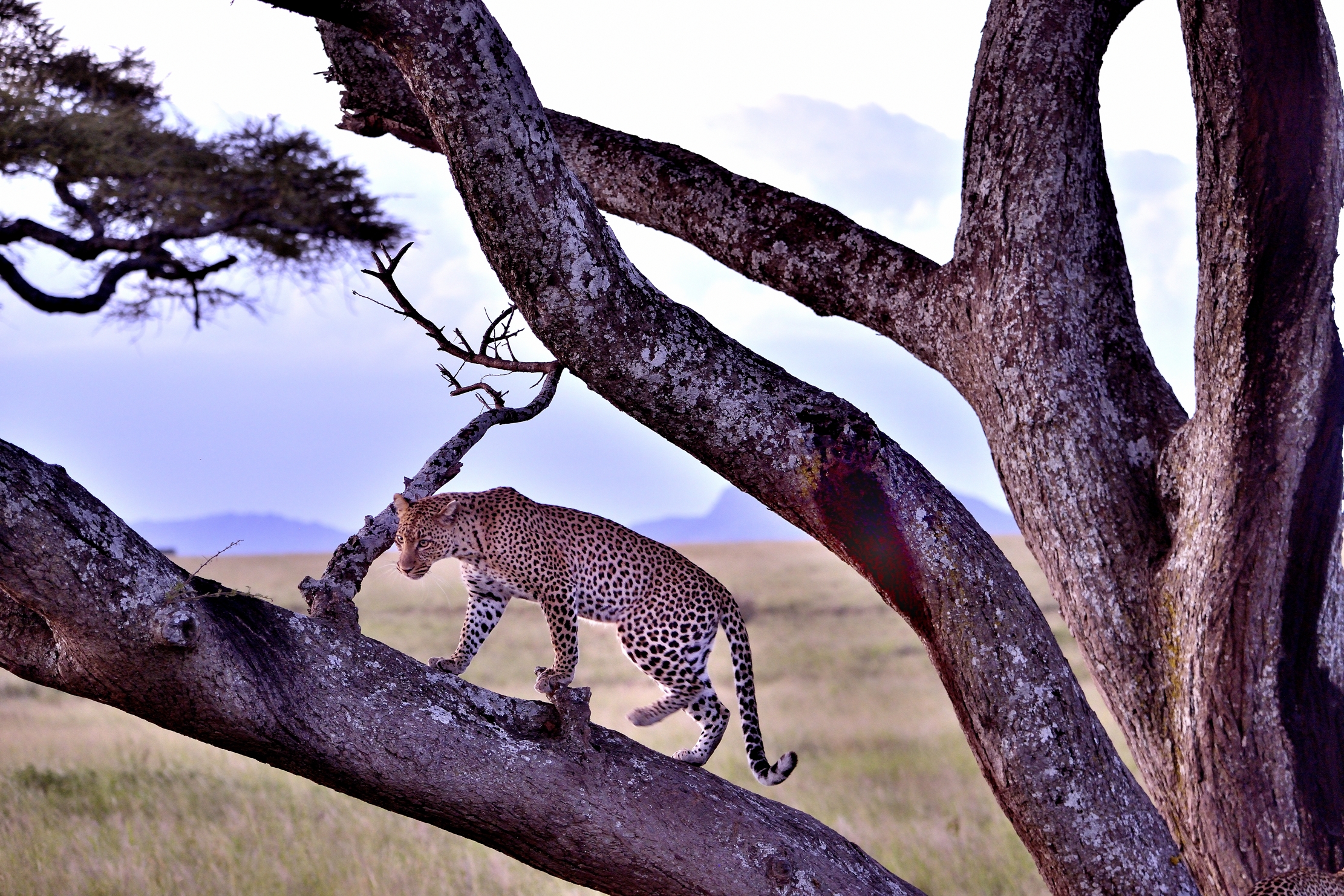 Serengeti - leopardo